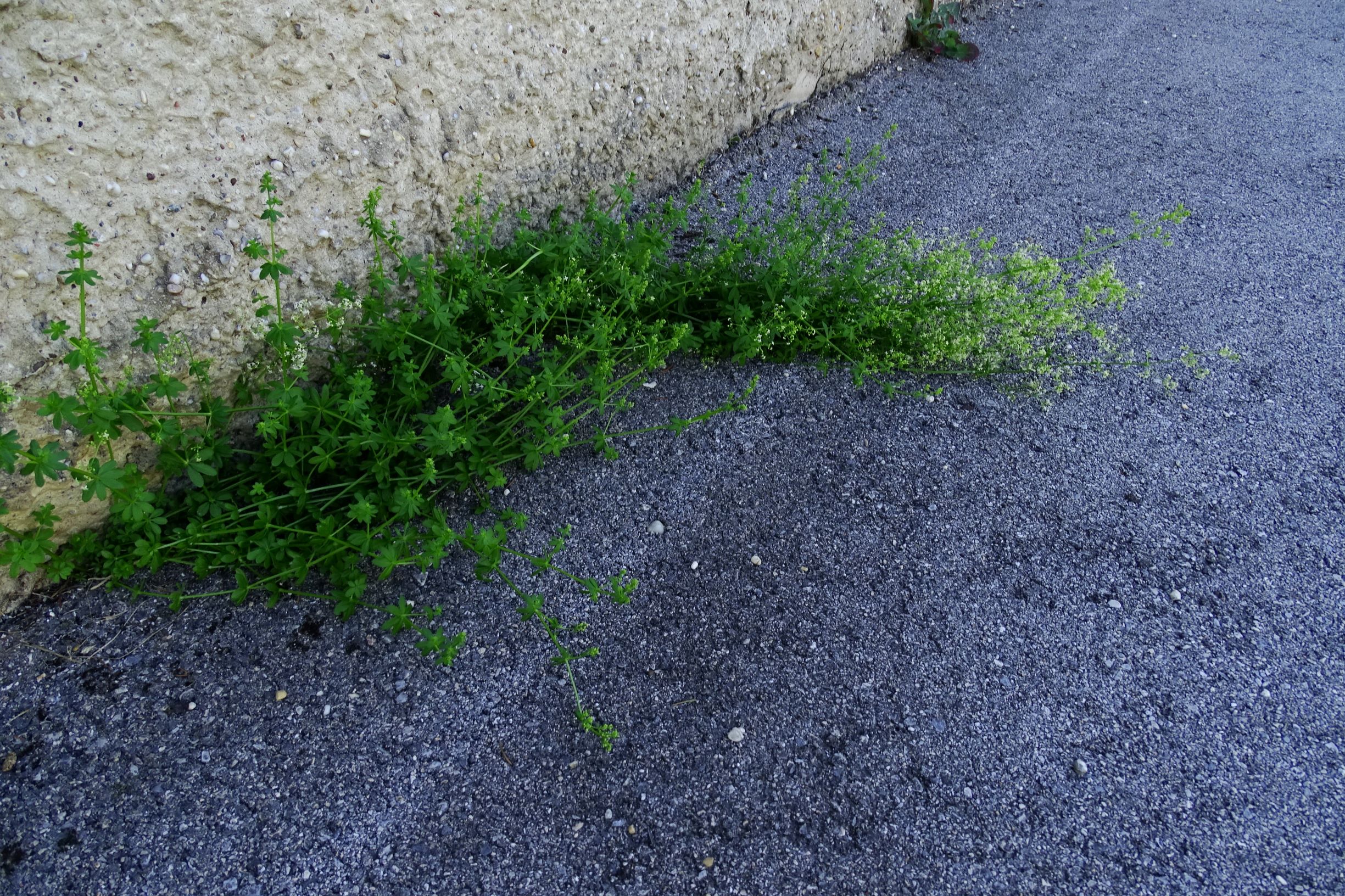 DSC04217 prell-mitte galium cf. mollugo.JPG