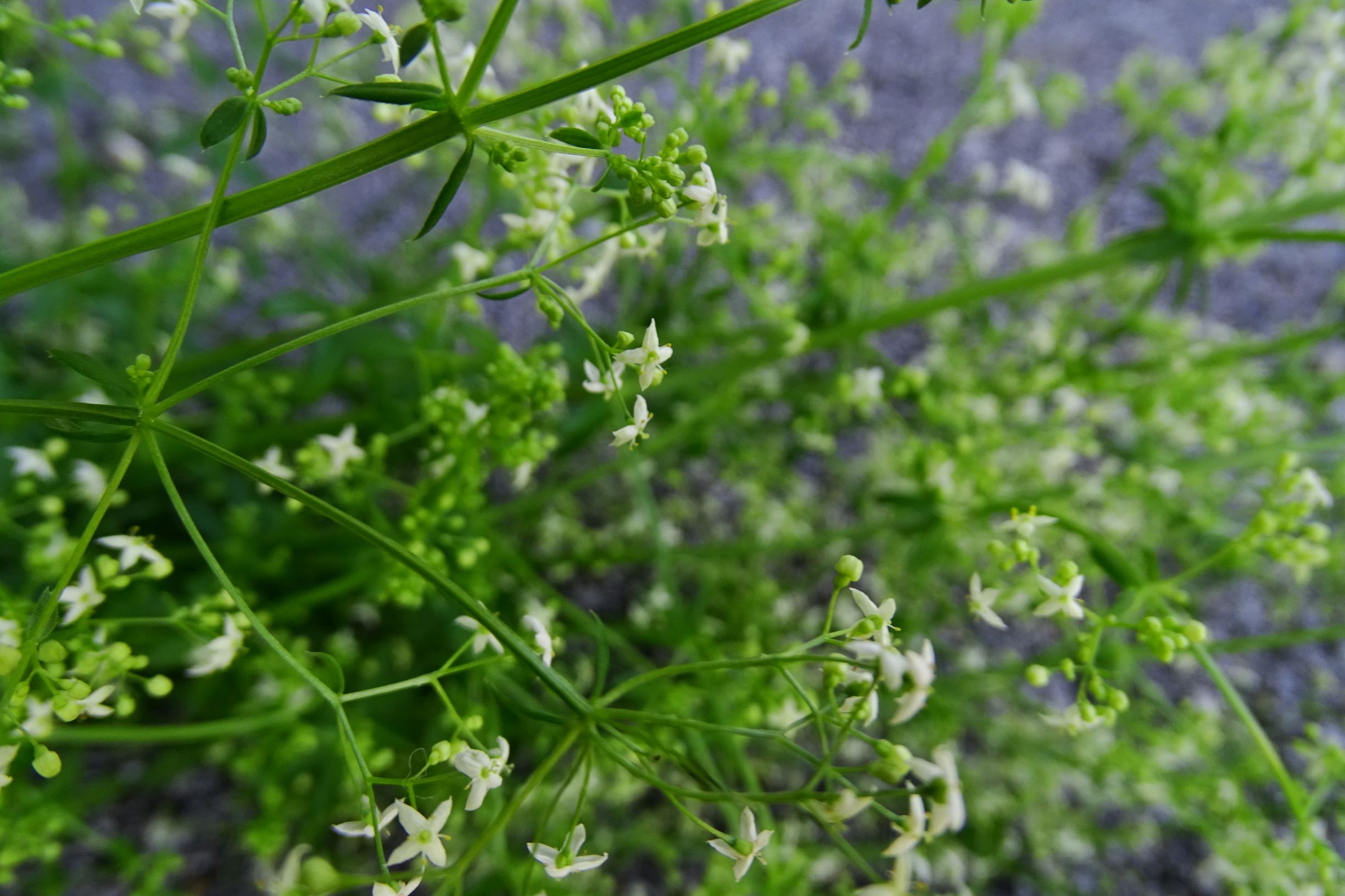 DSC04218 prell-mitte galium cf. mollugo.JPG