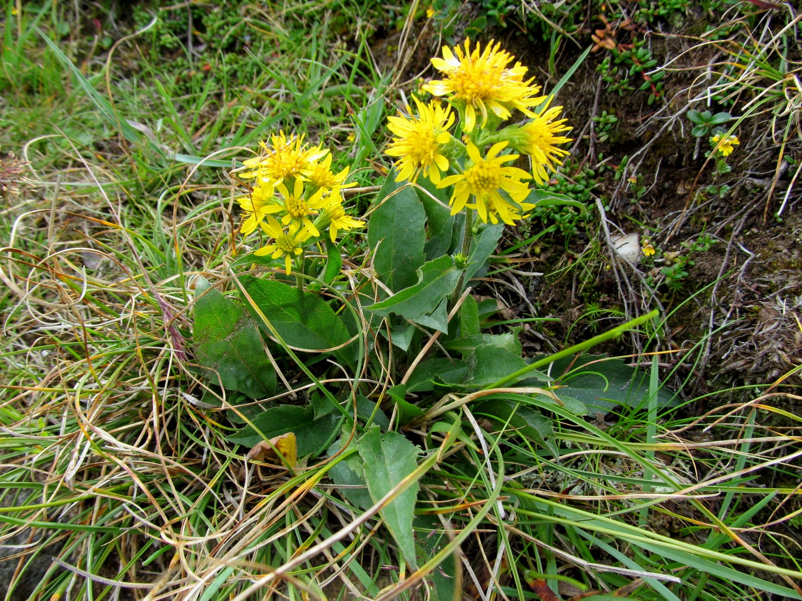 IMG_0211 Senecio sp., Vennspitze, Valsertal, T.JPG