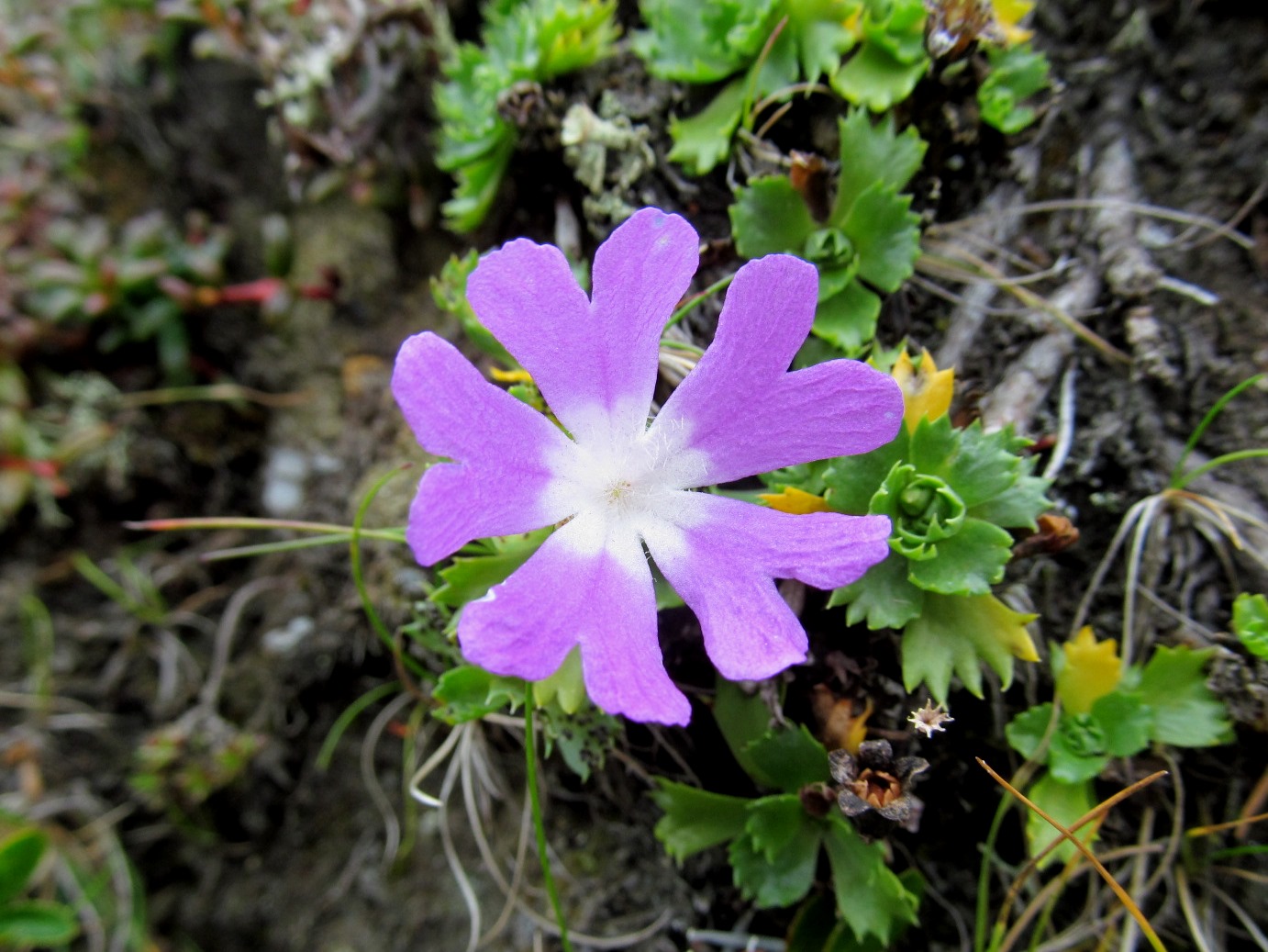 IMG_0215  Primula minima, Padauner Berg, Valsertal, T.JPG