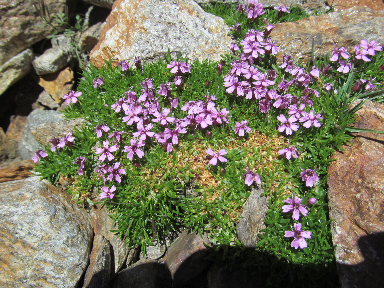 IMG_0230 Silene acaulis subsp. exscapa, Sulzkogel.JPG