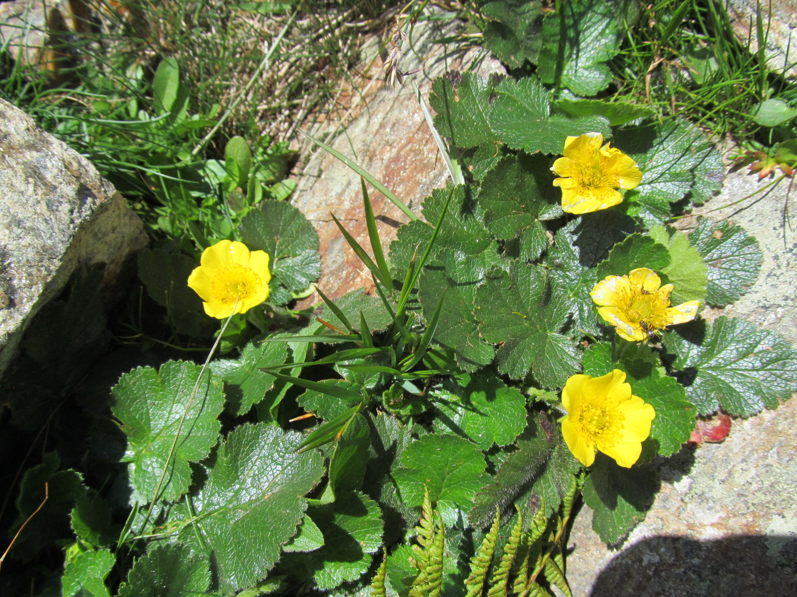 IMG_0237 Geum montanum, Finstertal, Kühtai.JPG