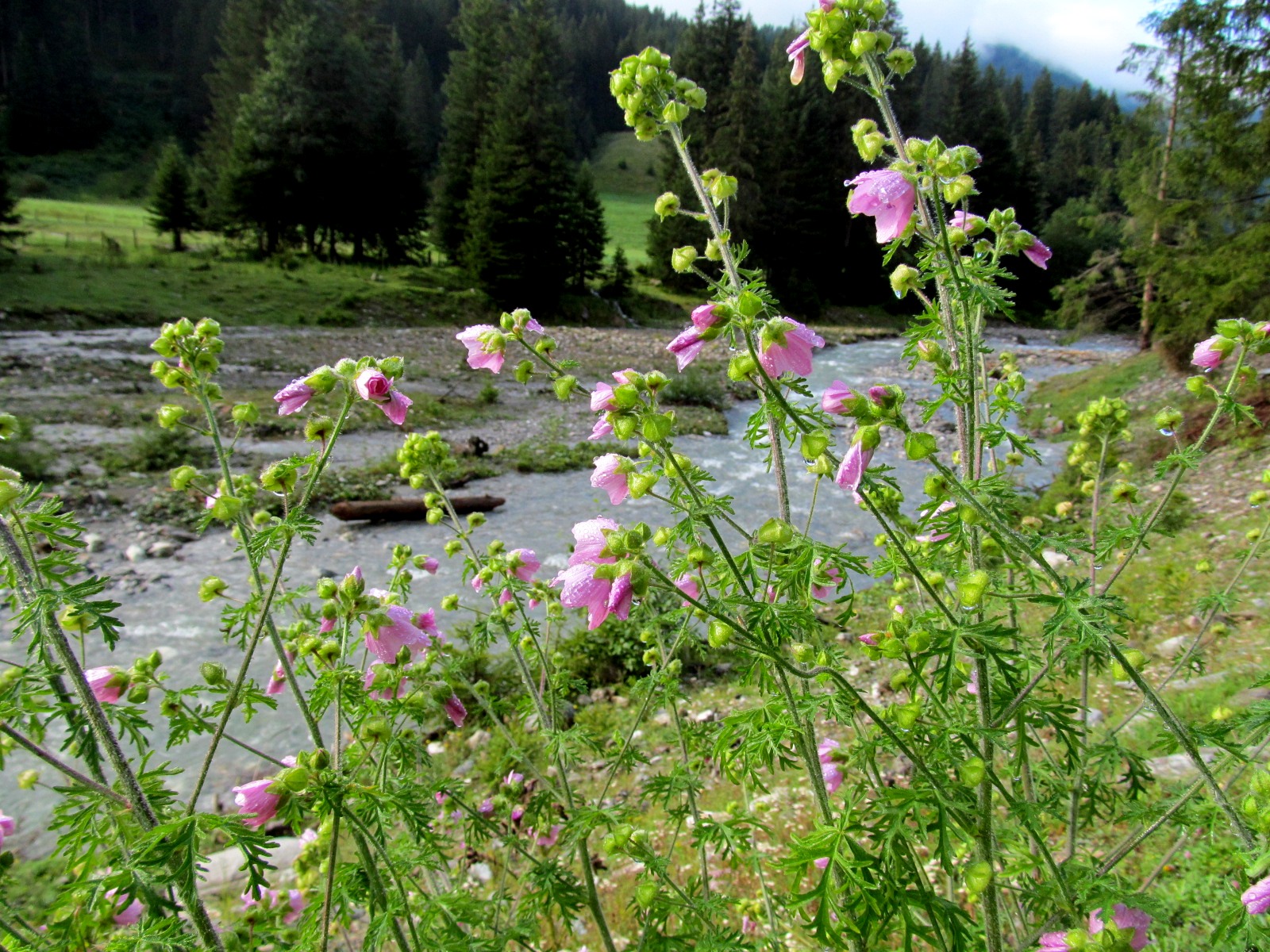 IMG_0240 Malva sp., Navistal.JPG