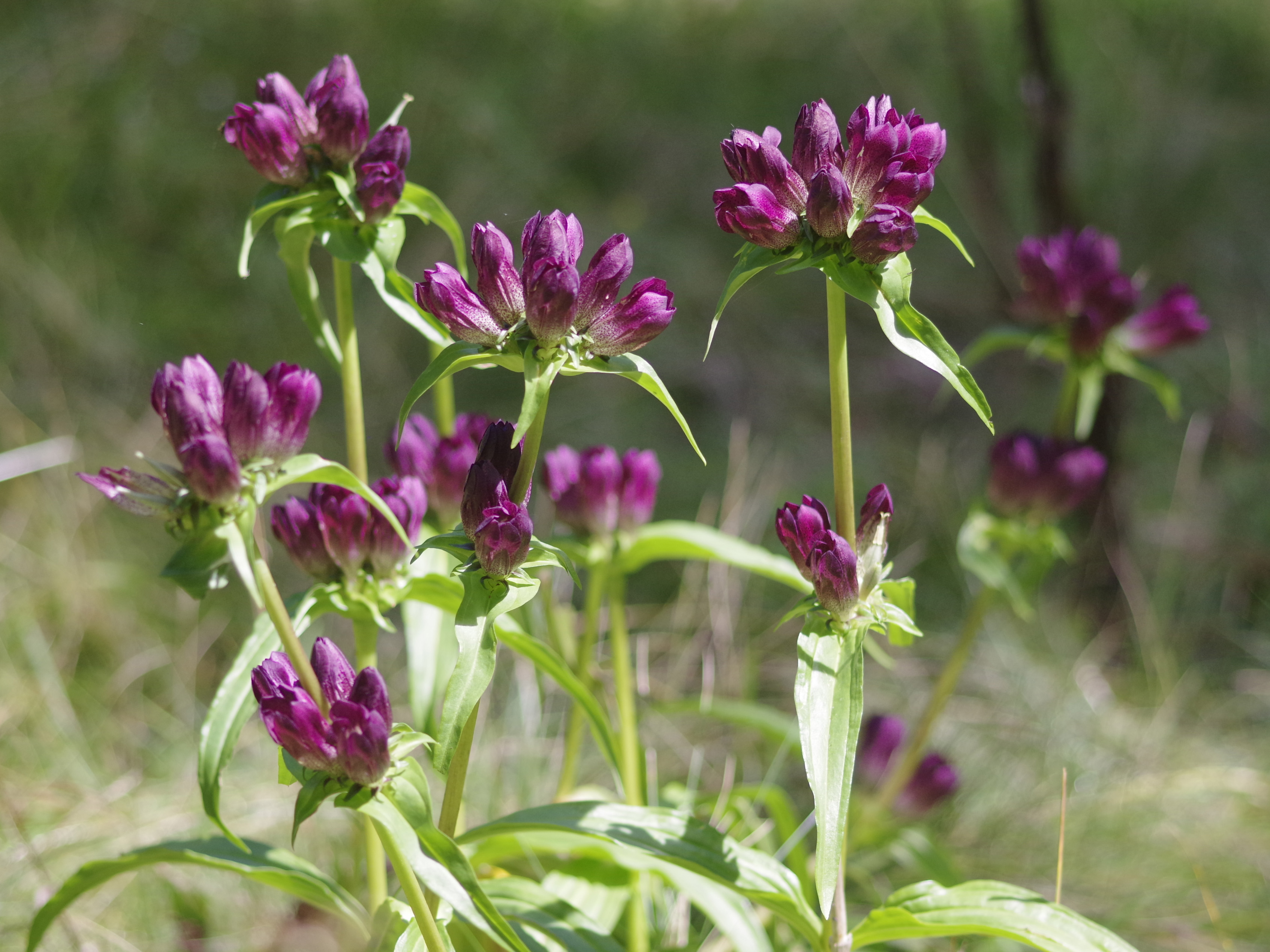 Gentiana pannonica_grebenzen2.jpg