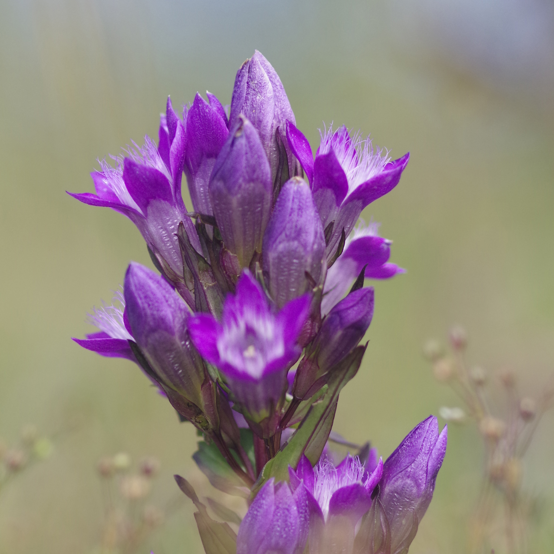 gentianella_grebenzenhoehe2.jpg