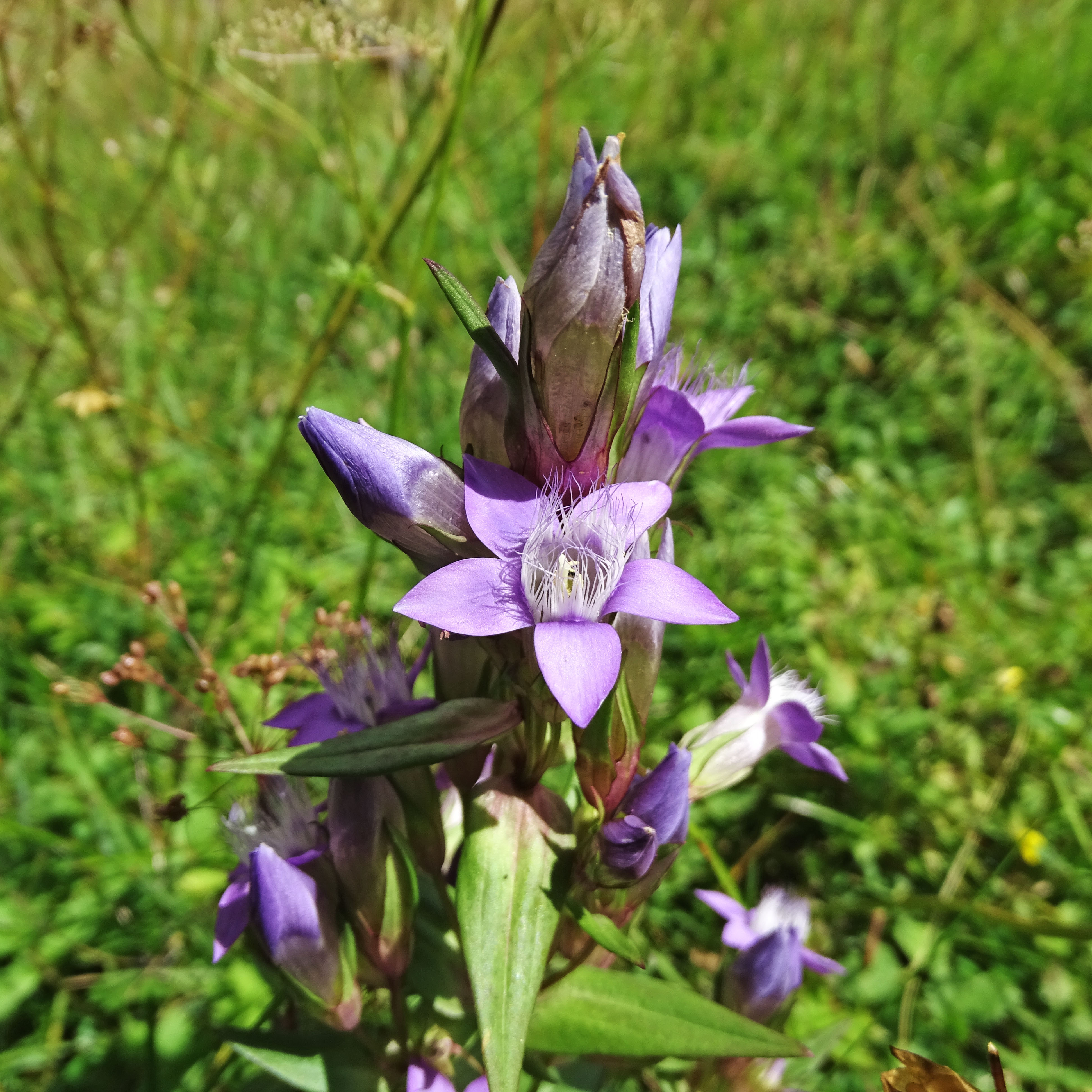 gentianella_grebenzen.jpg