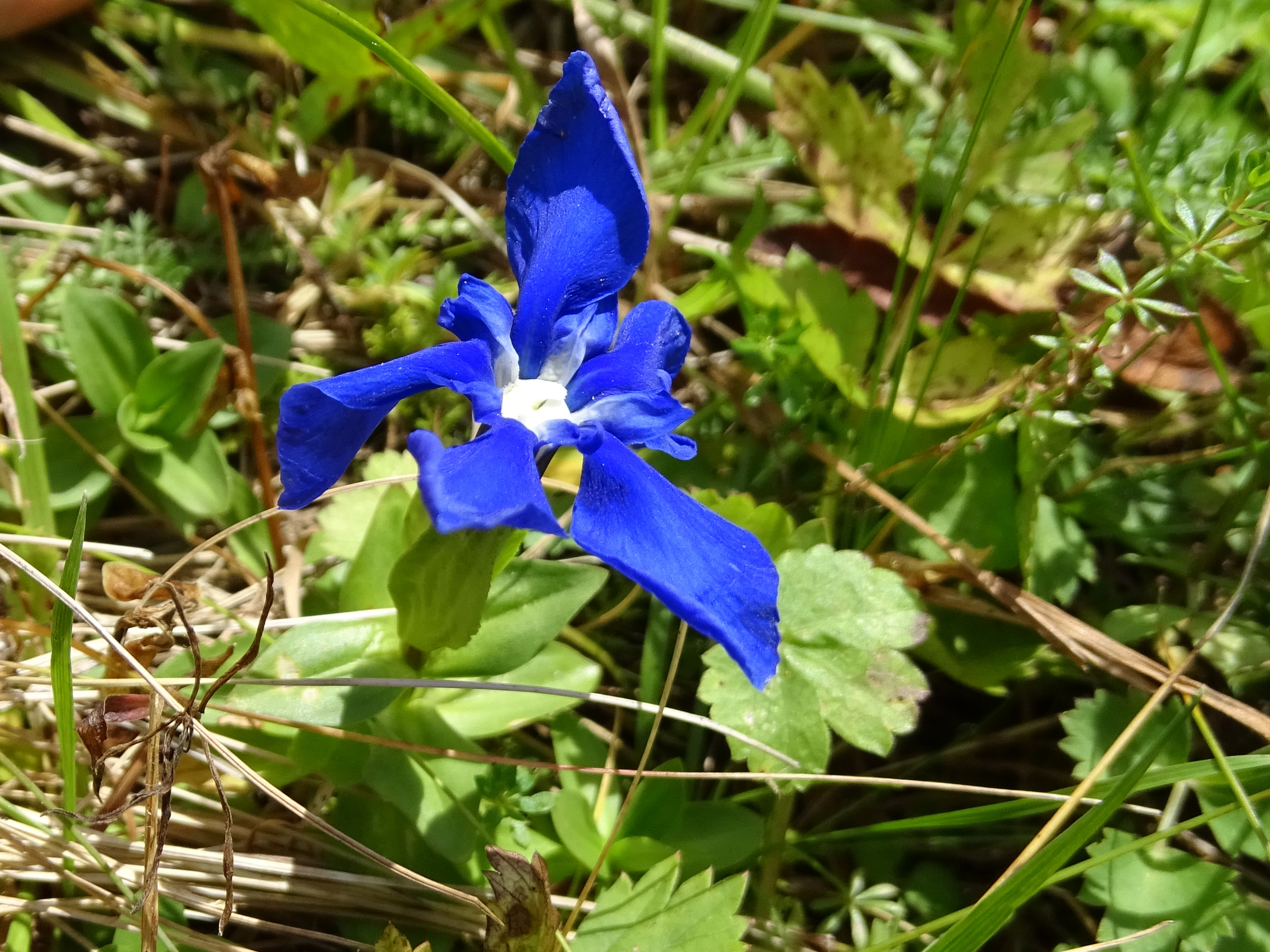 Gentiana verna_grebenzen.jpg