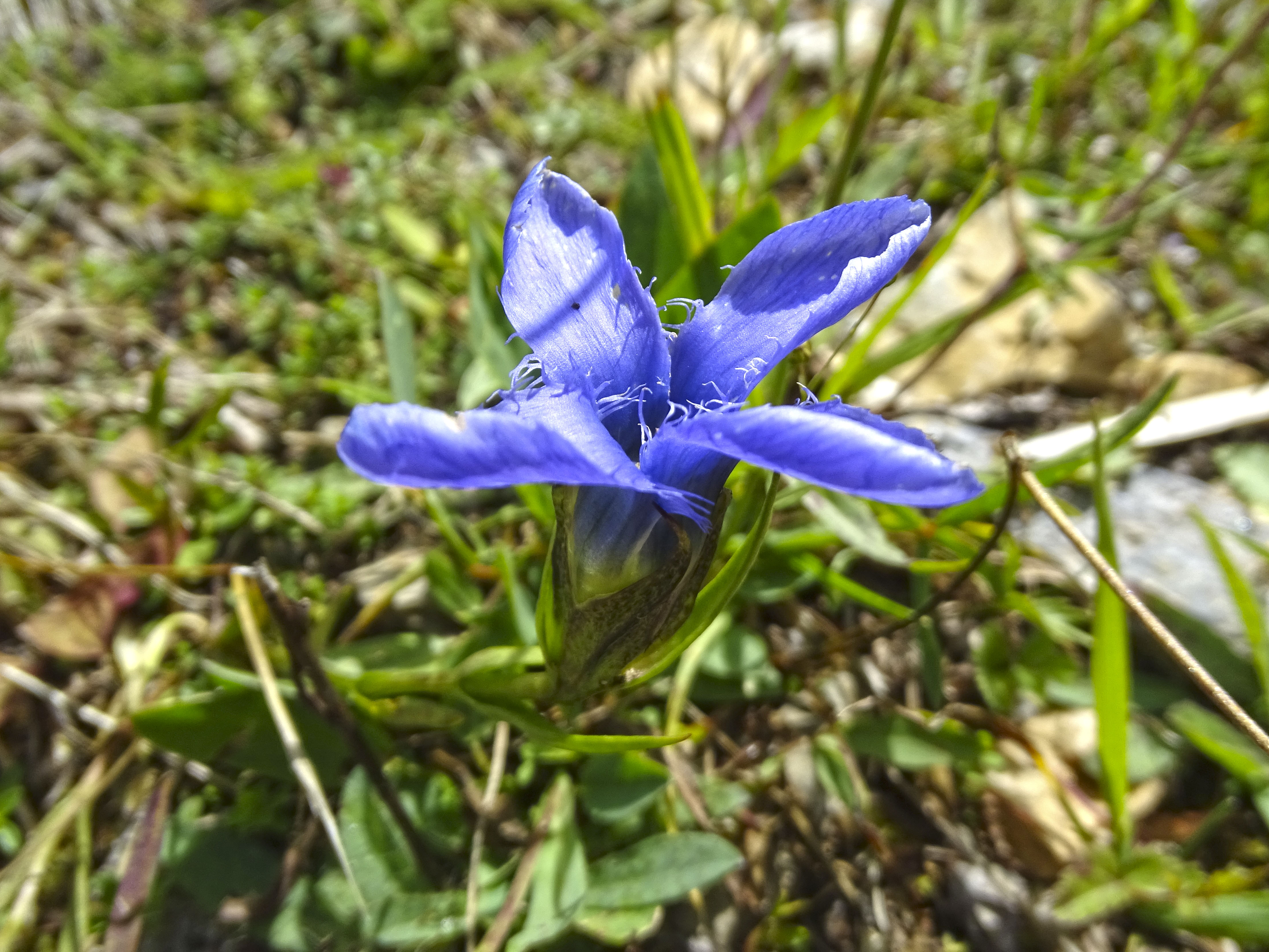 Gentianopsis ciliata_grebenzen.jpg