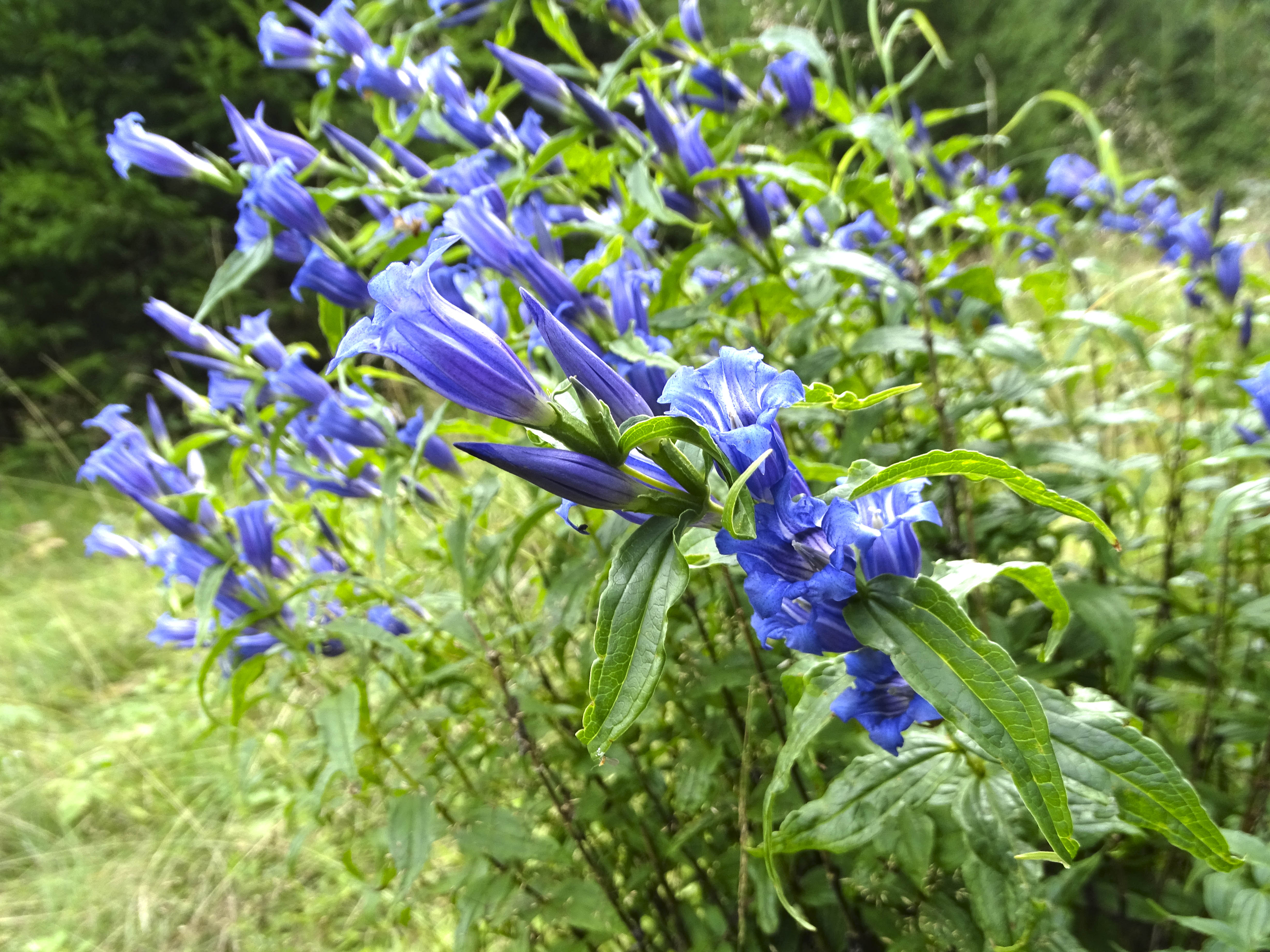 Gentiana asclepiadea_grebenzen.jpg