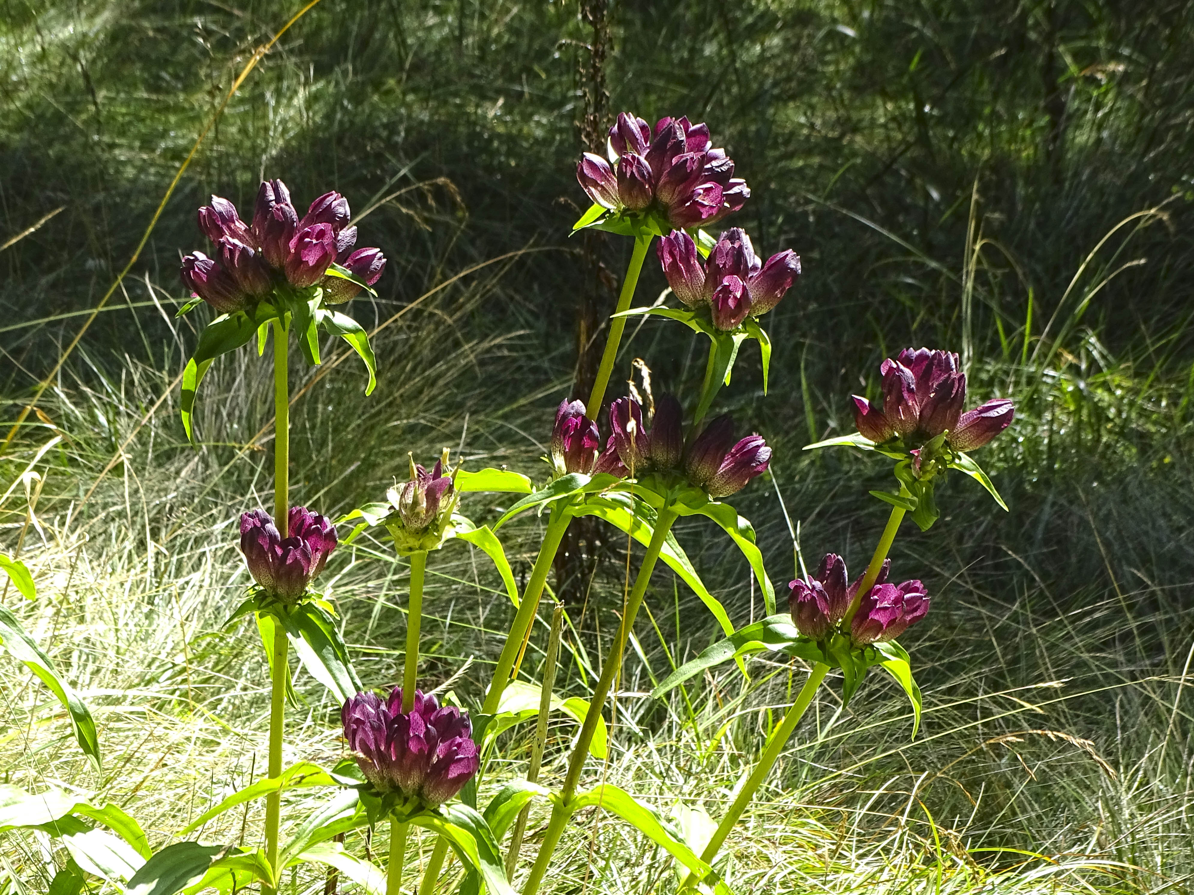 Gentiana pannonica_grebenzen.jpg