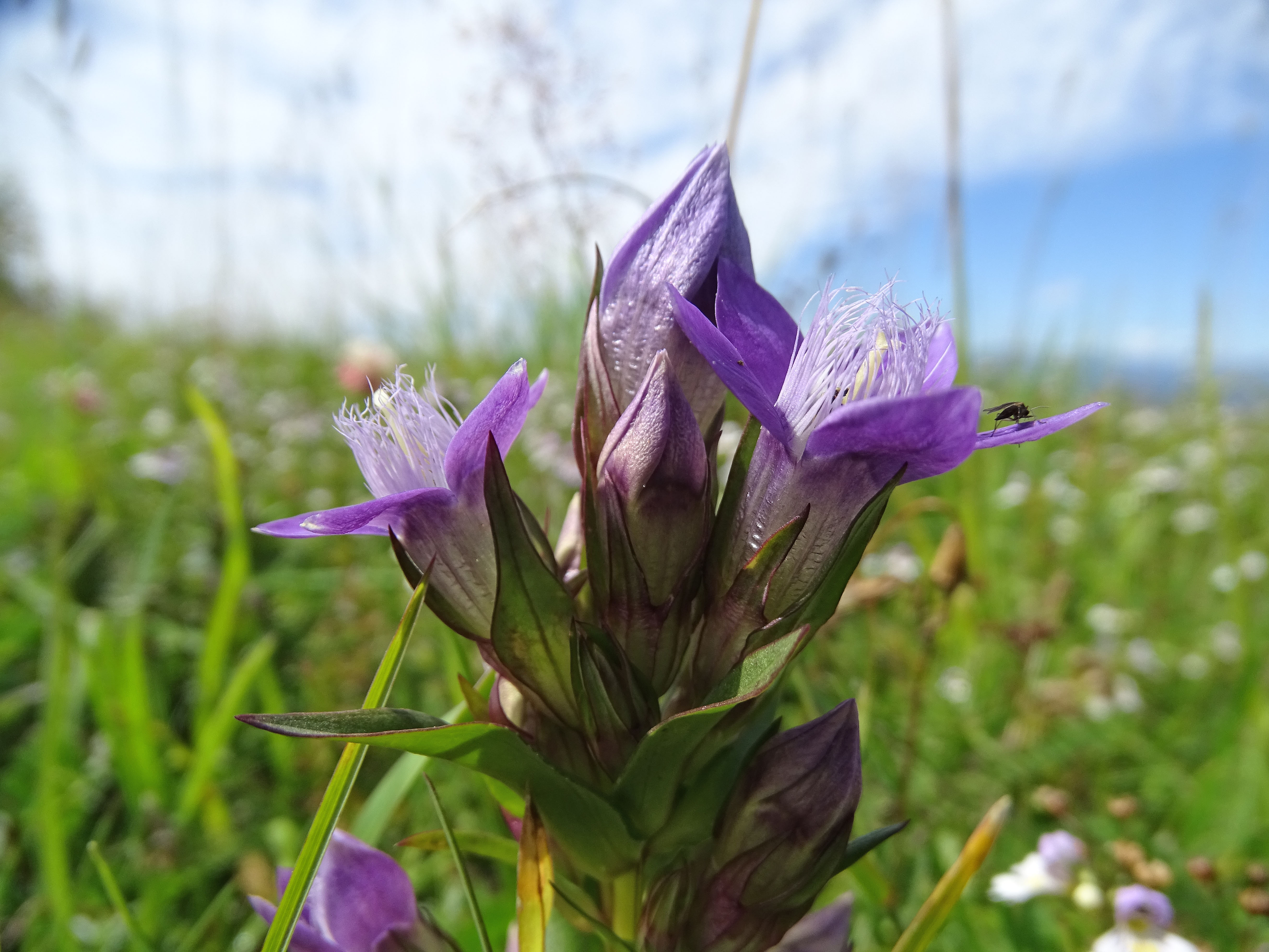 gentianella_grebenzenhoehe.jpg