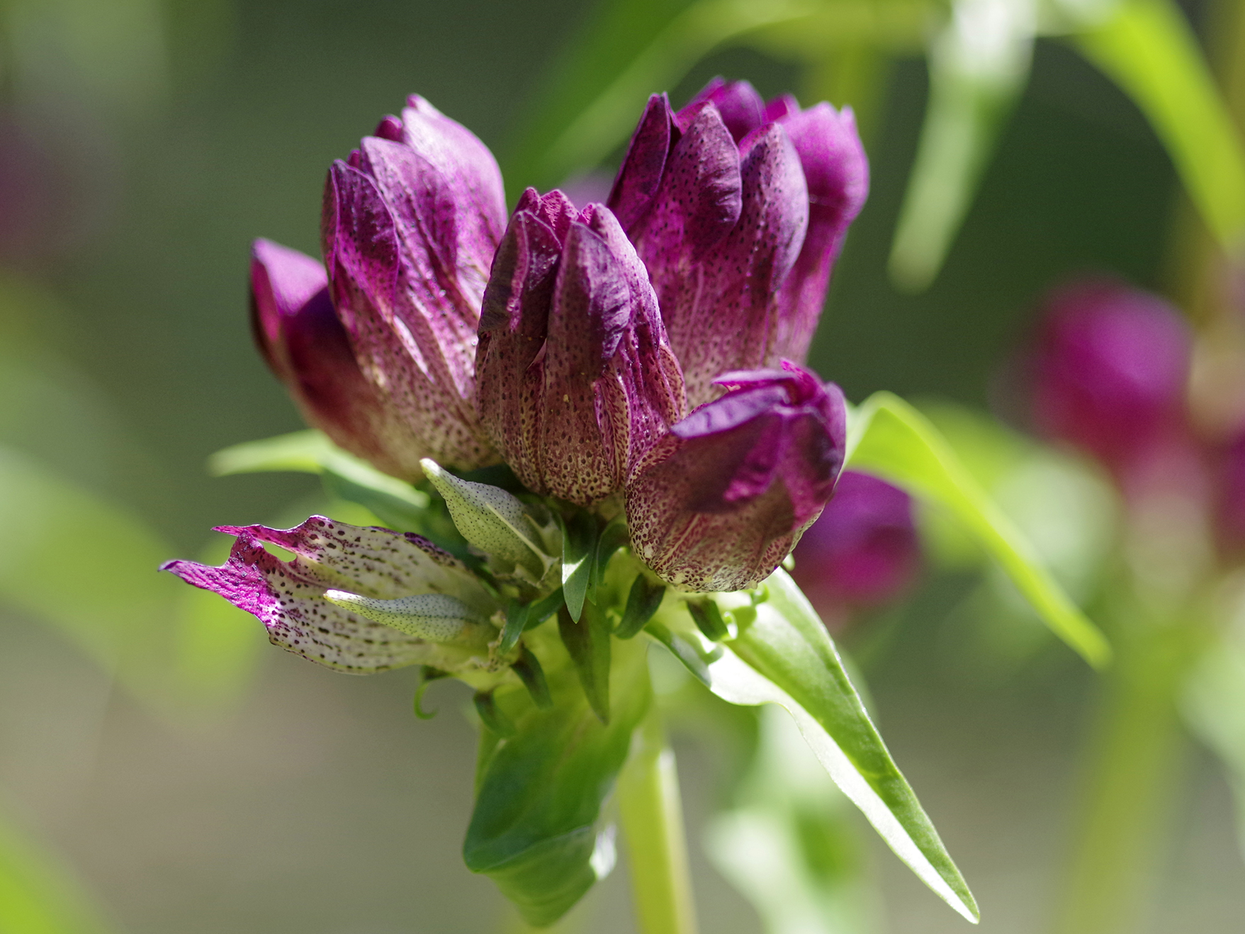 Gentiana pannonica2.jpg