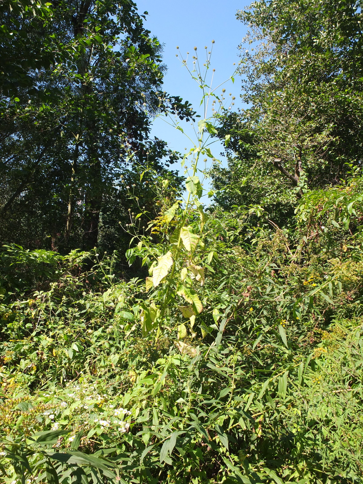 DSCF2618 Dipsacus pilosus (Borsten Karde).JPG