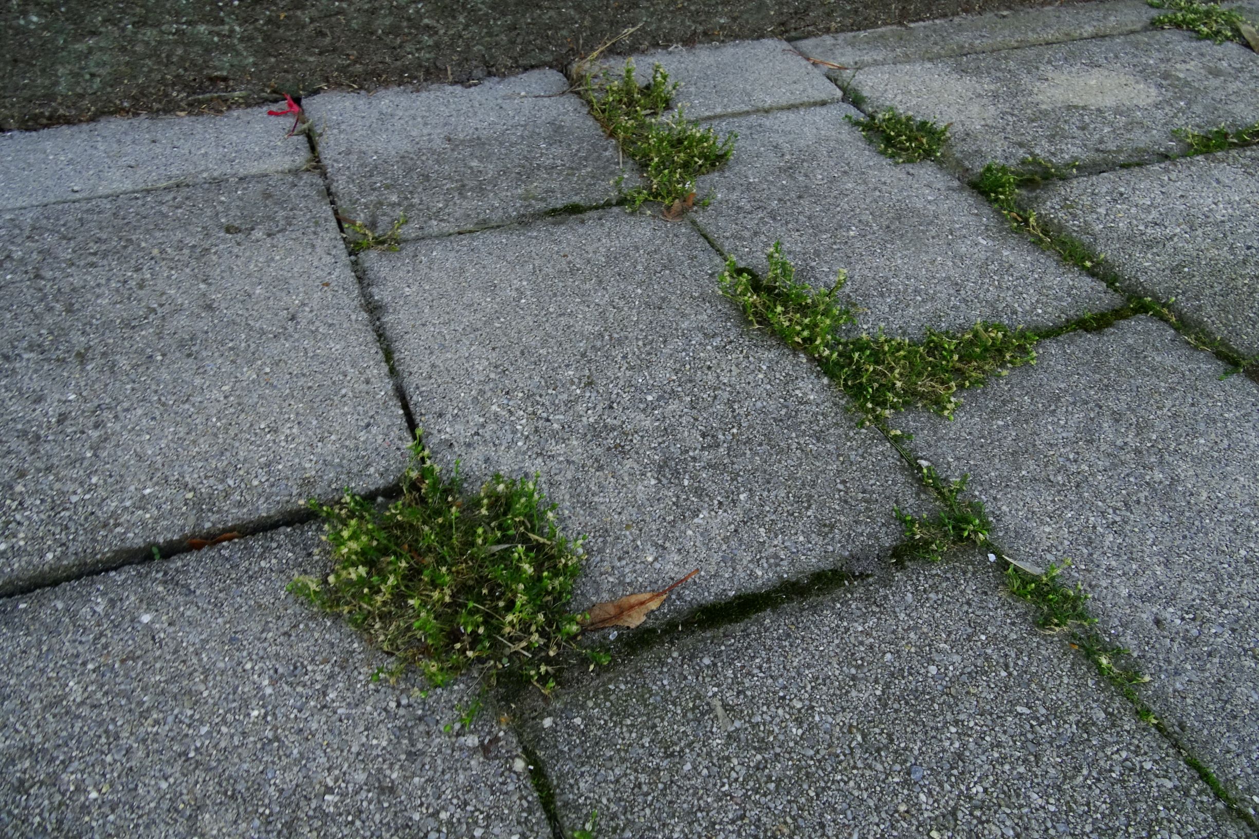 DSC04553 prell-mitte sagina procumbens.JPG
