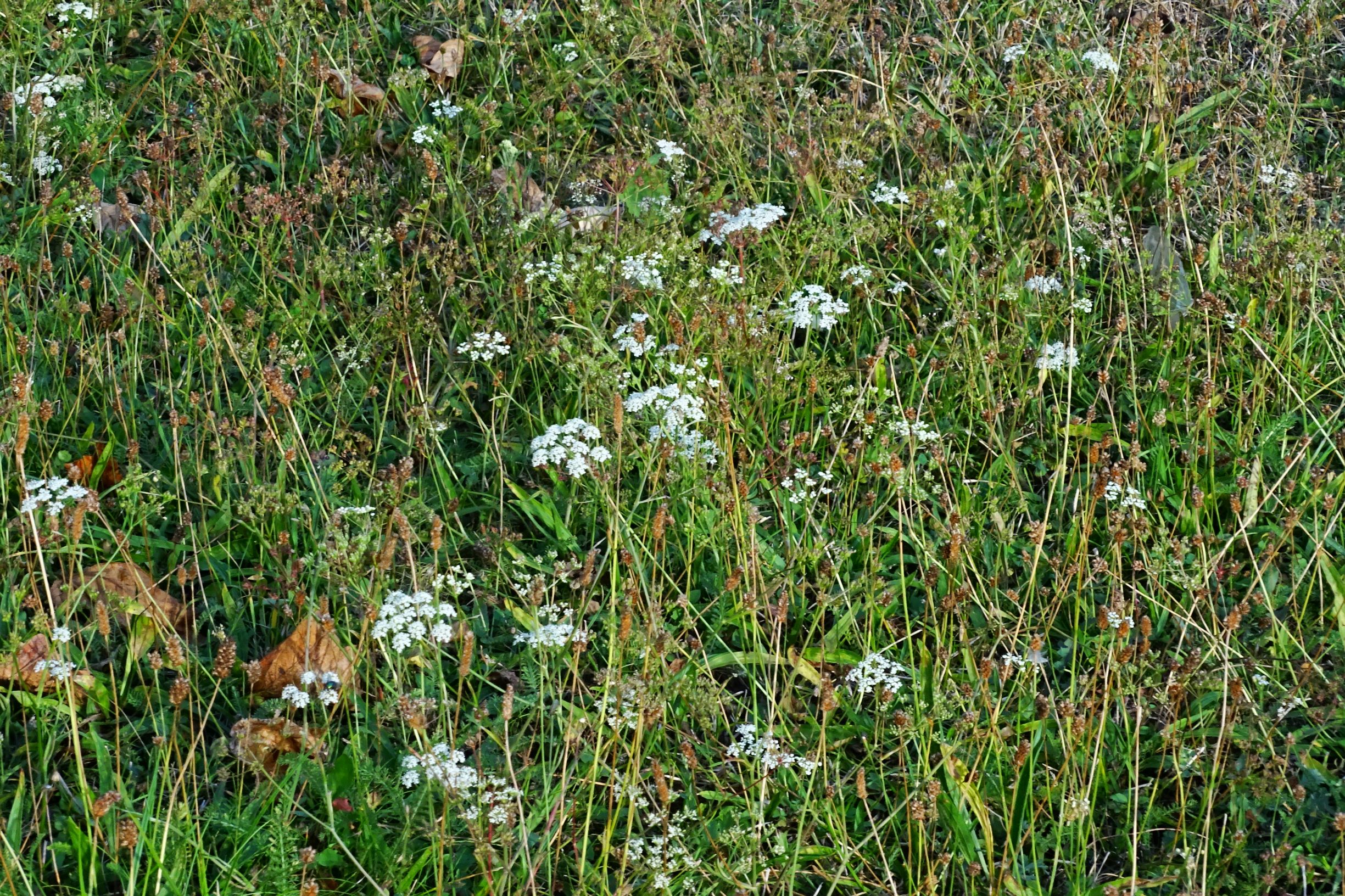 DSC04656 prell-sw pimpinella saxifraga.JPG