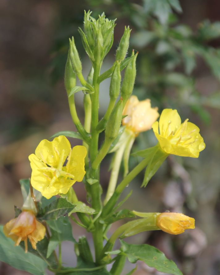 Oenothera_Schwechatau_Traiskirchen_20170911_10.jpg