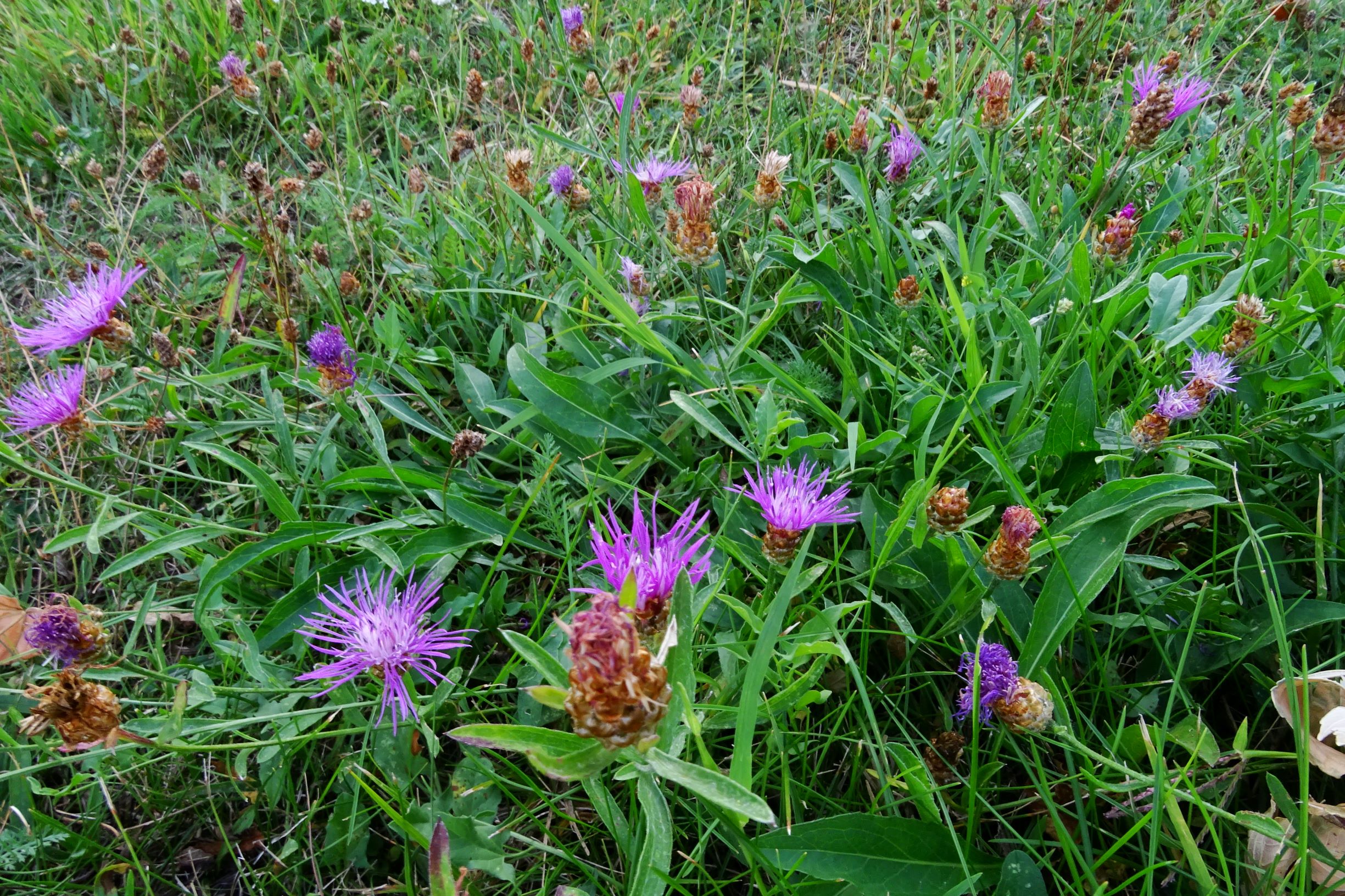 DSC04659 prell-sw centaurea jacea.JPG