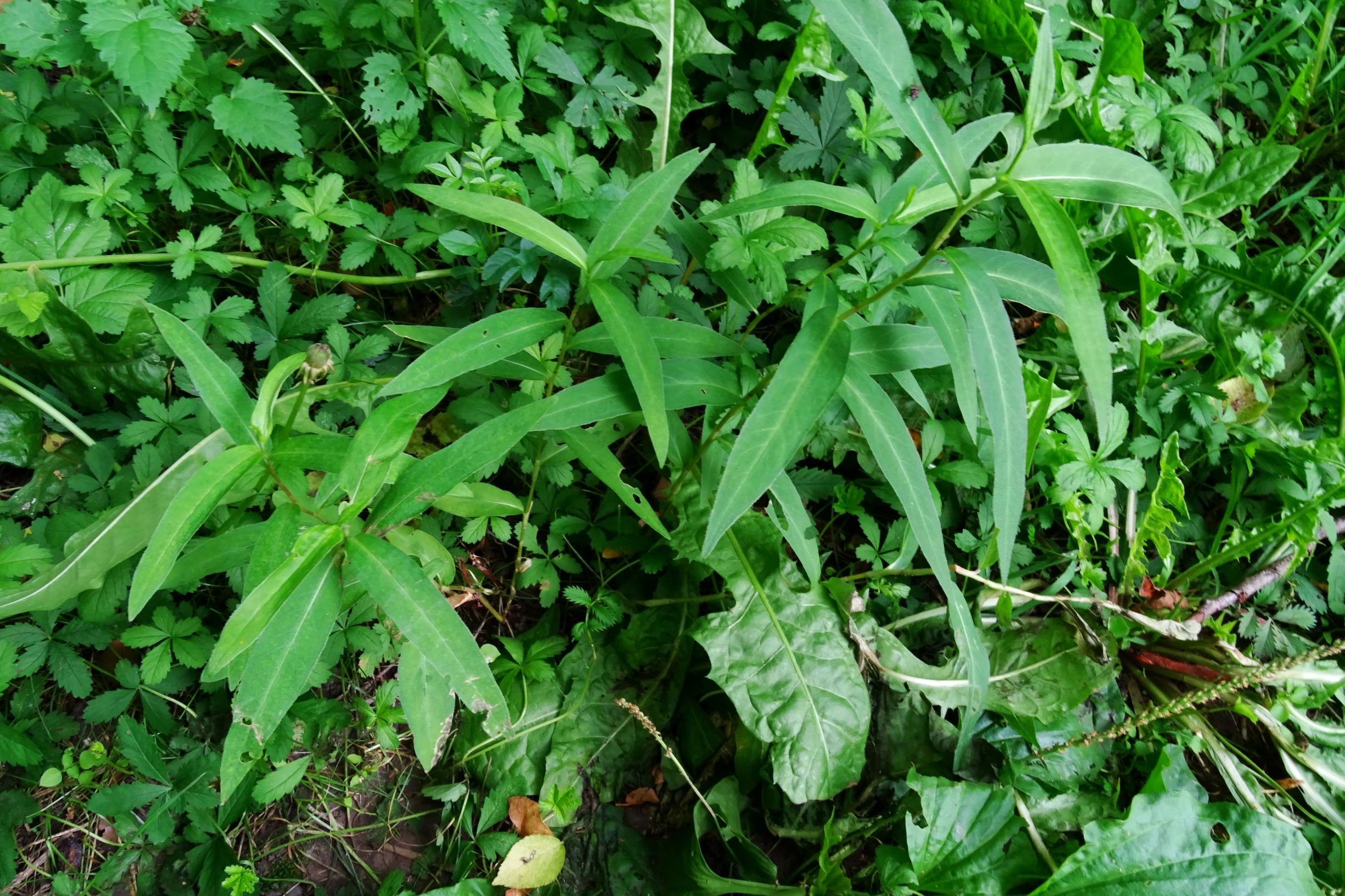 DSC04754 prell-WSW persicaria amphibia.JPG