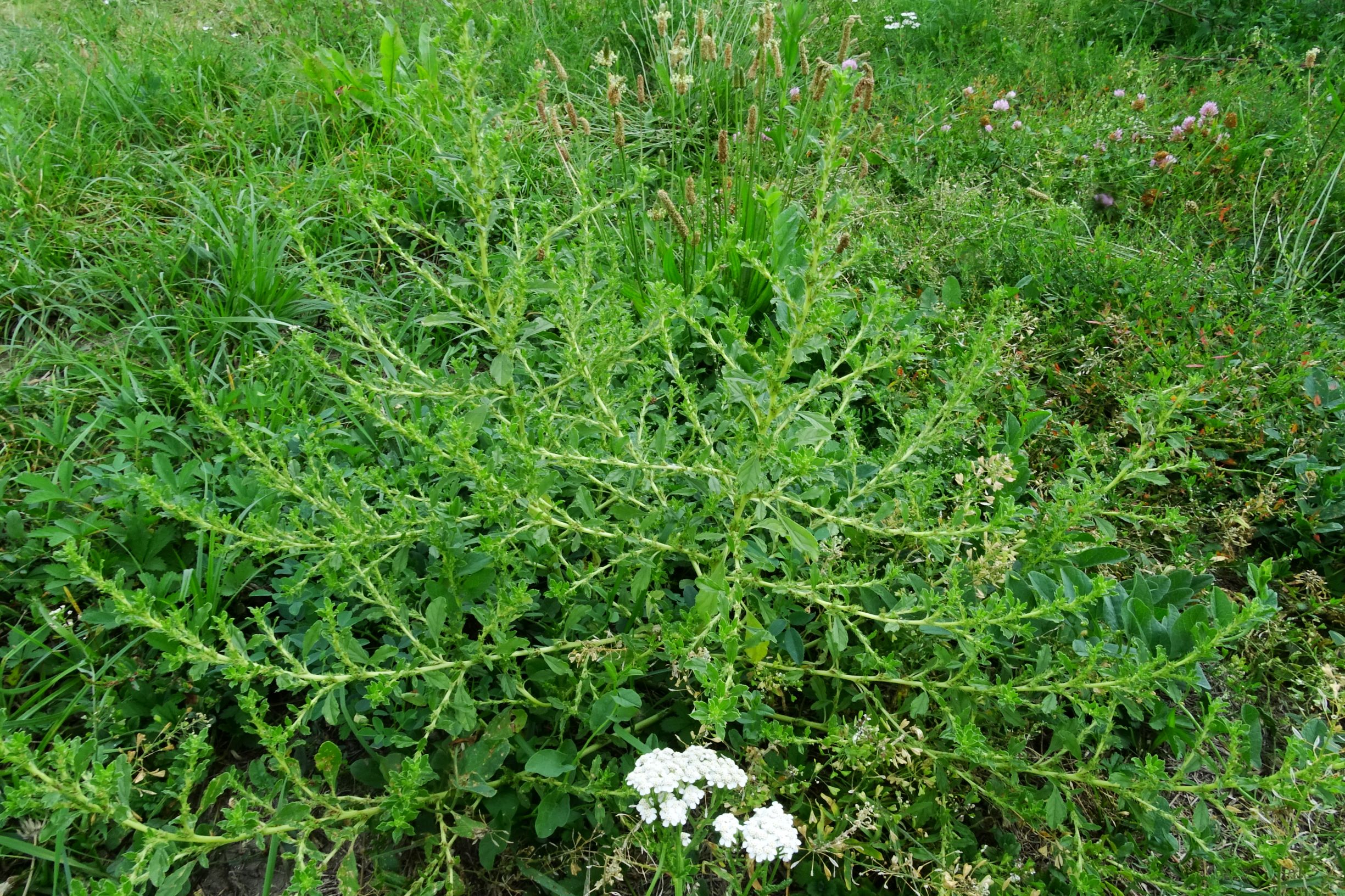 DSC04763 prell-WSW amaranthus albus (weit verbreitet).JPG