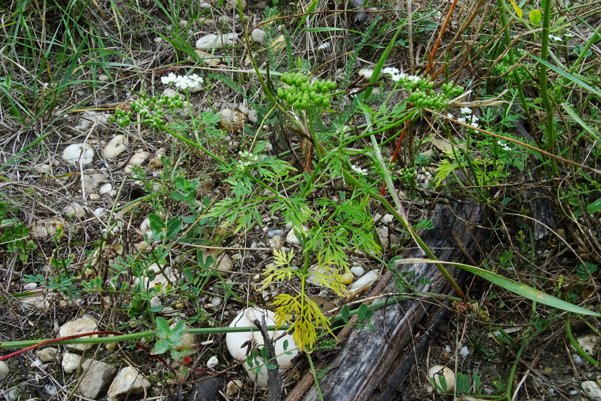 DSC04773 prell-WSW aethusa cynapium.JPG