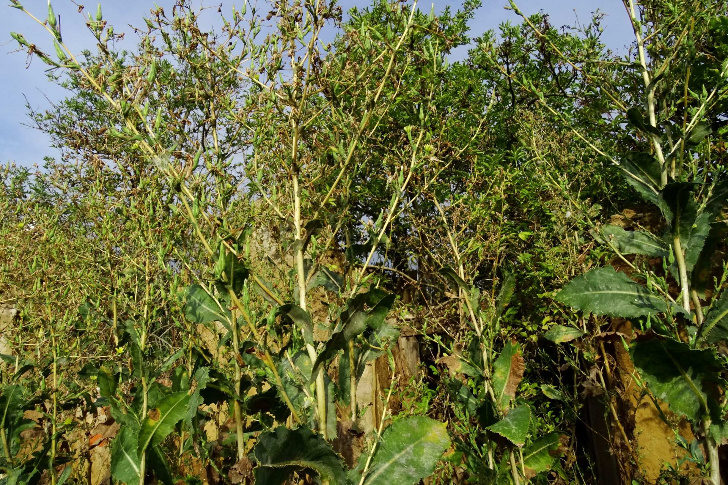 DSC04808 prell-WSW lactuca sp..JPG