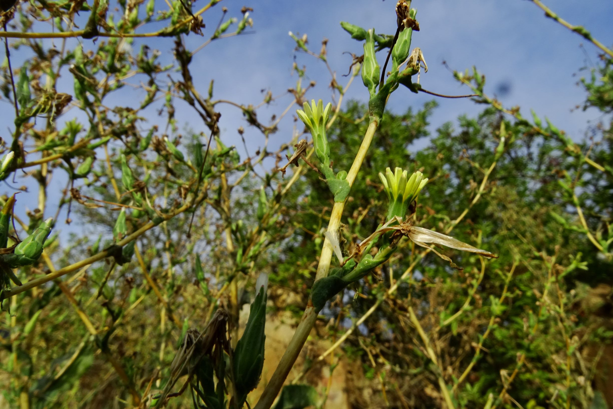 DSC04809 prell-WSW lactuca sp..JPG