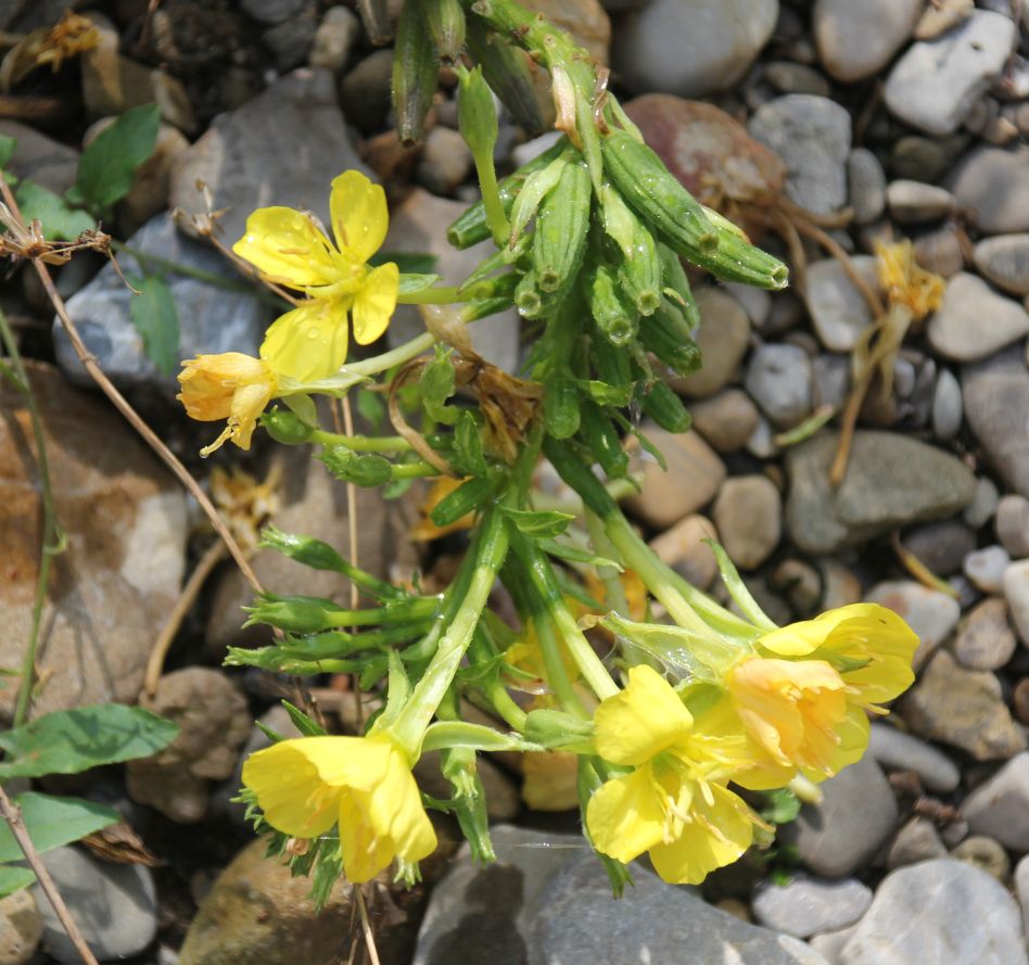 Oenothera_Schwechatau_Traiskirchen_20170911_12.jpg