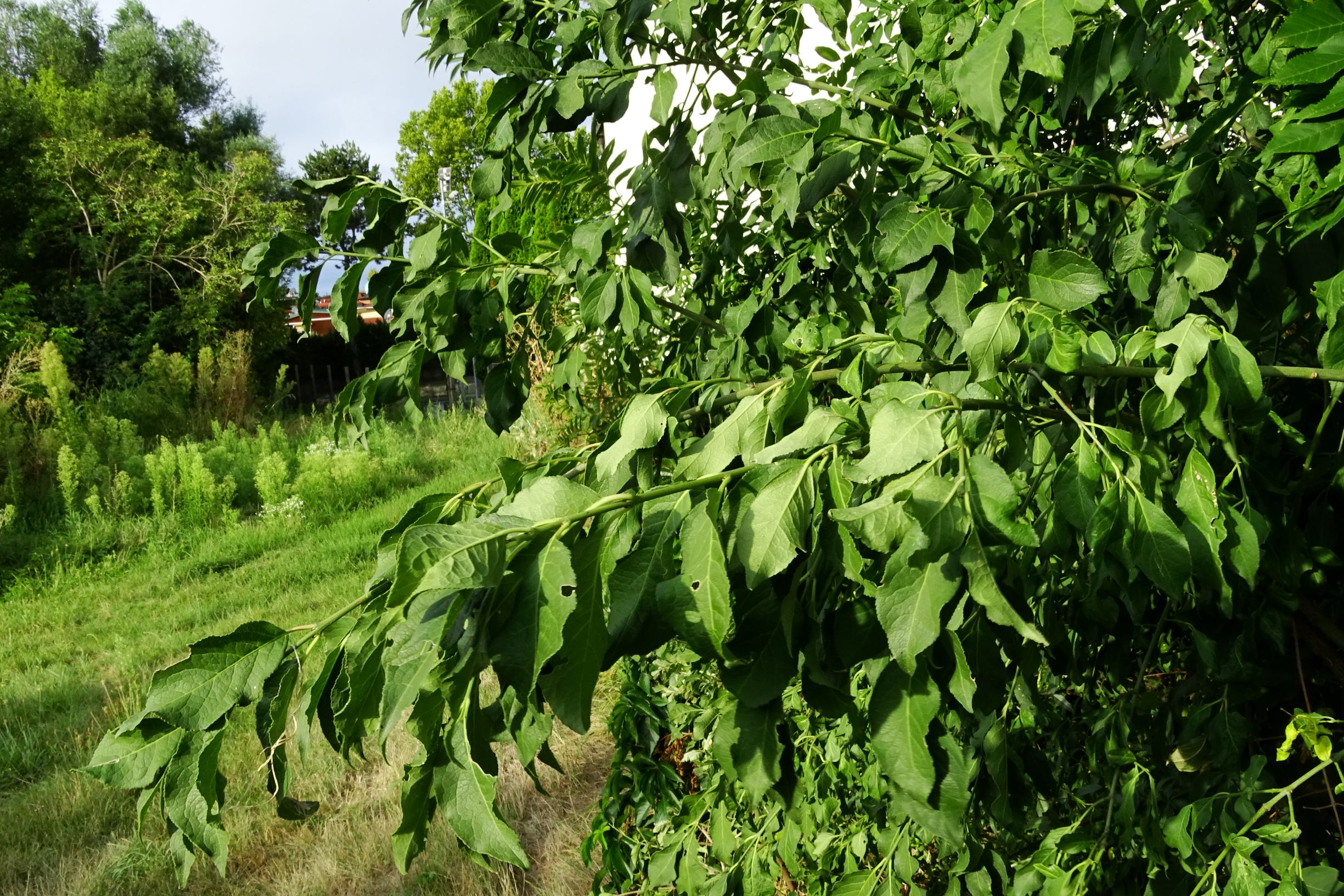 DSC04815 prell-WSW euonymus europaeus.JPG