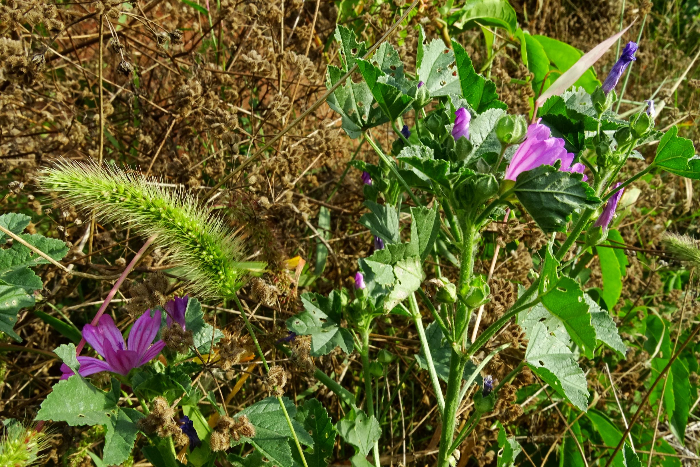DSC04821 prell-WSW torilis arvensis, setaria viridis, malva sylvestris.JPG