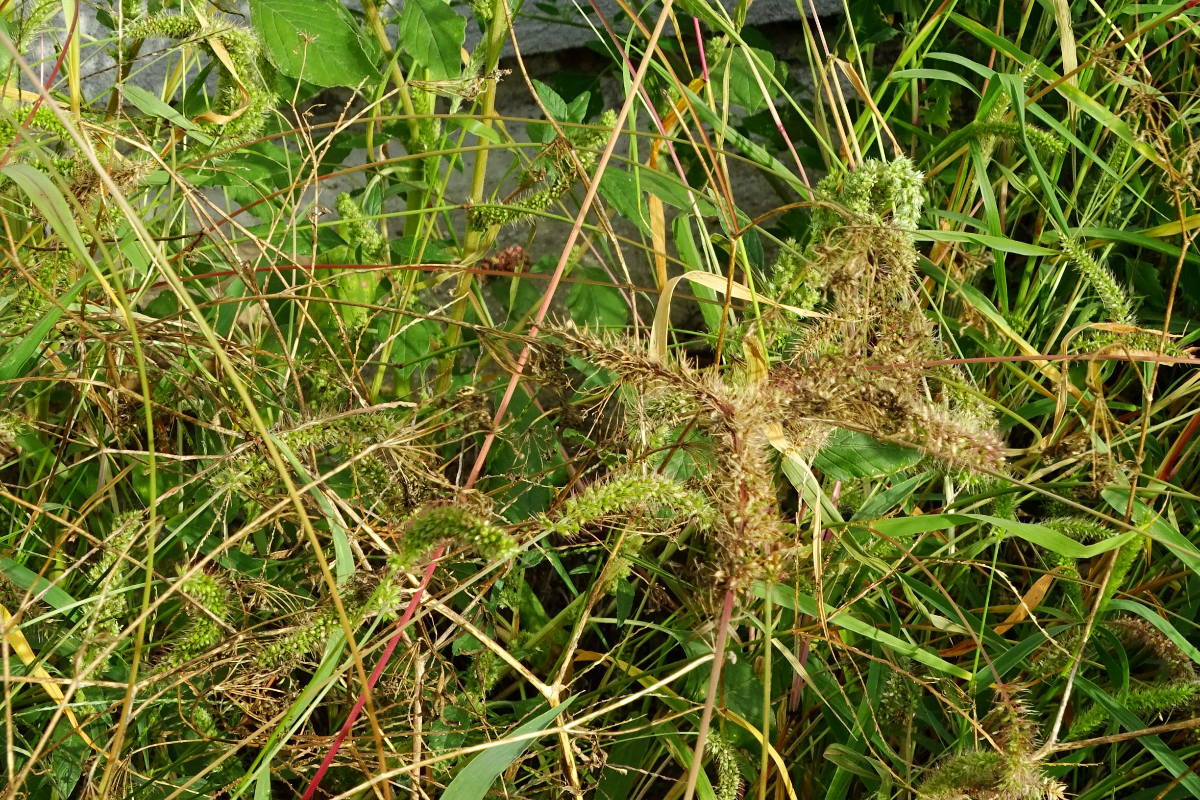 DSC04831 prell-WSW setaria verticillata.JPG