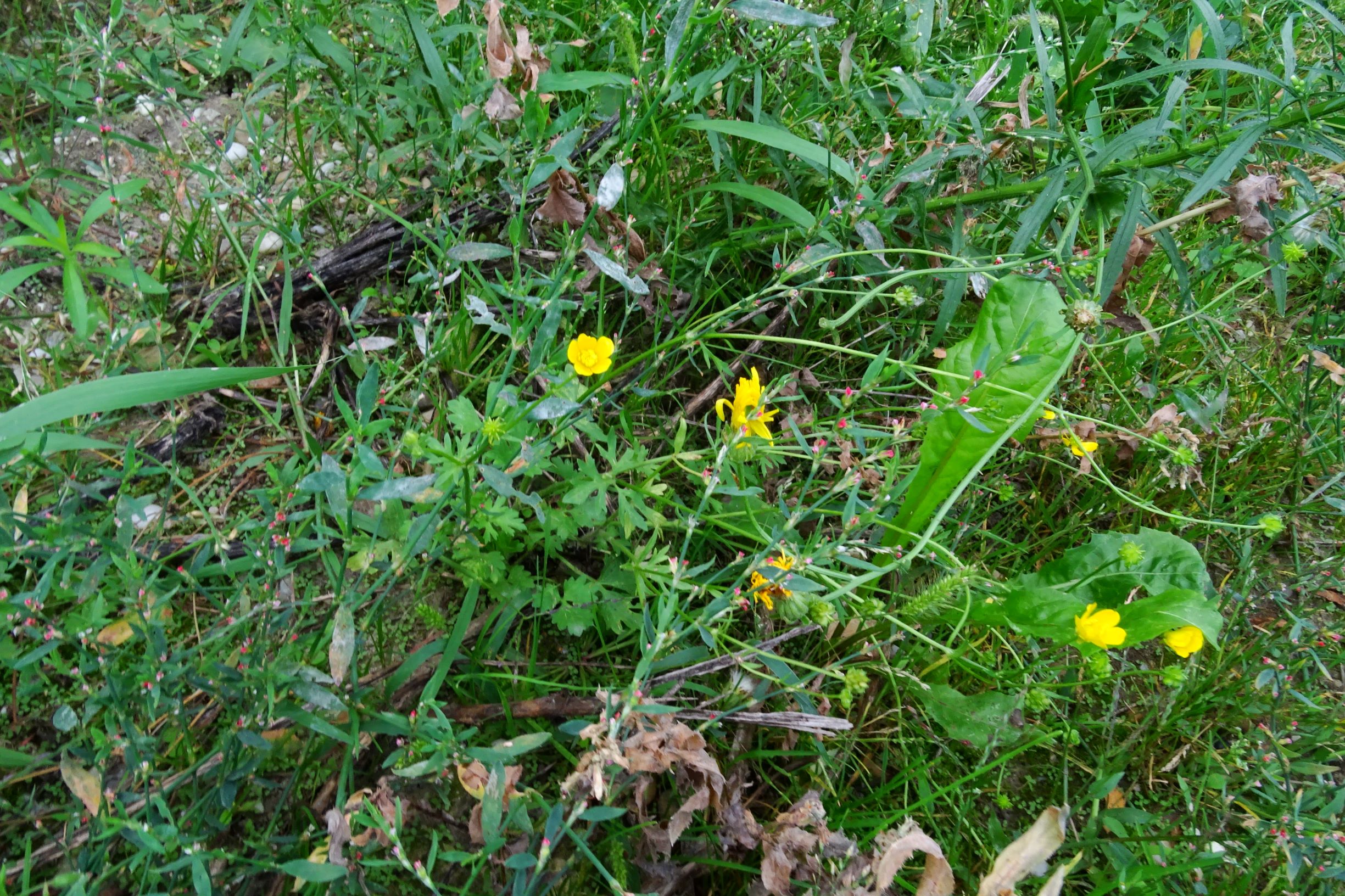 DSC04836 prell-WSW ranunculus sp..JPG
