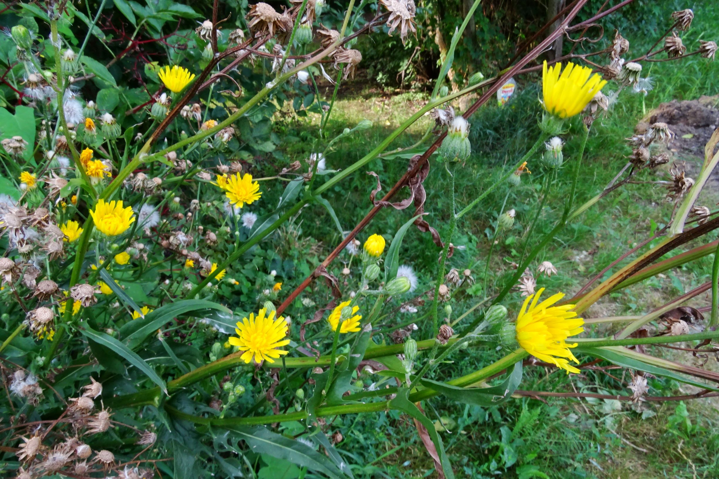 DSC04839 prell-WSW crepis biennis.JPG