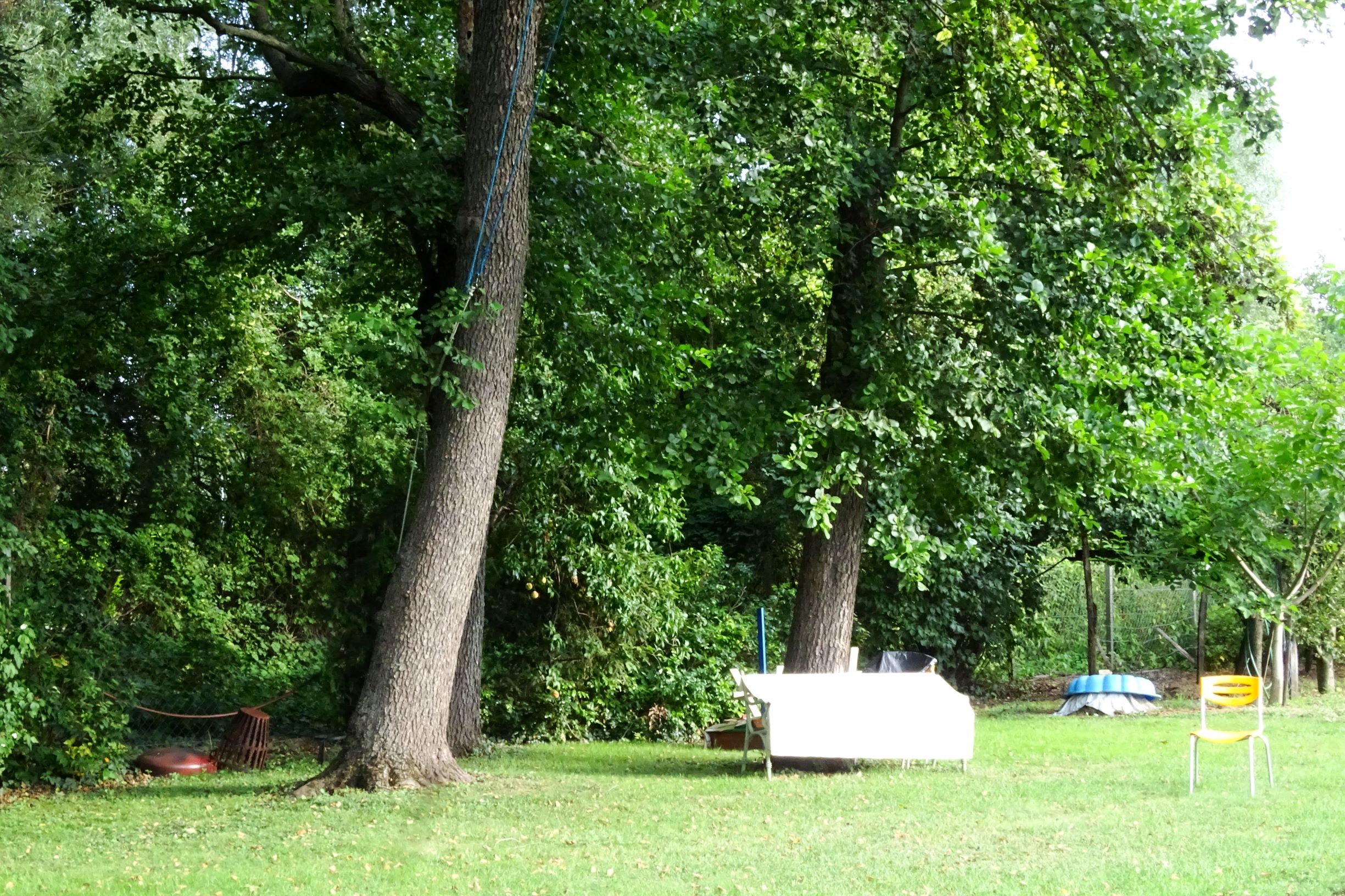 DSC04847 prell-WSW alnus glutinosa.JPG