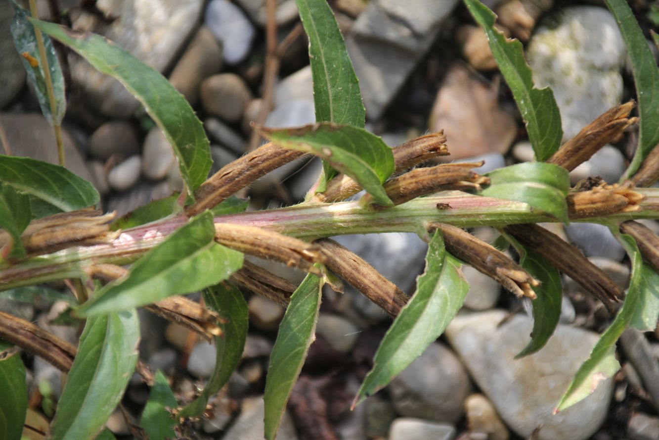 Oenothera_Schwechatau_Traiskirchen_20170911_16.jpg