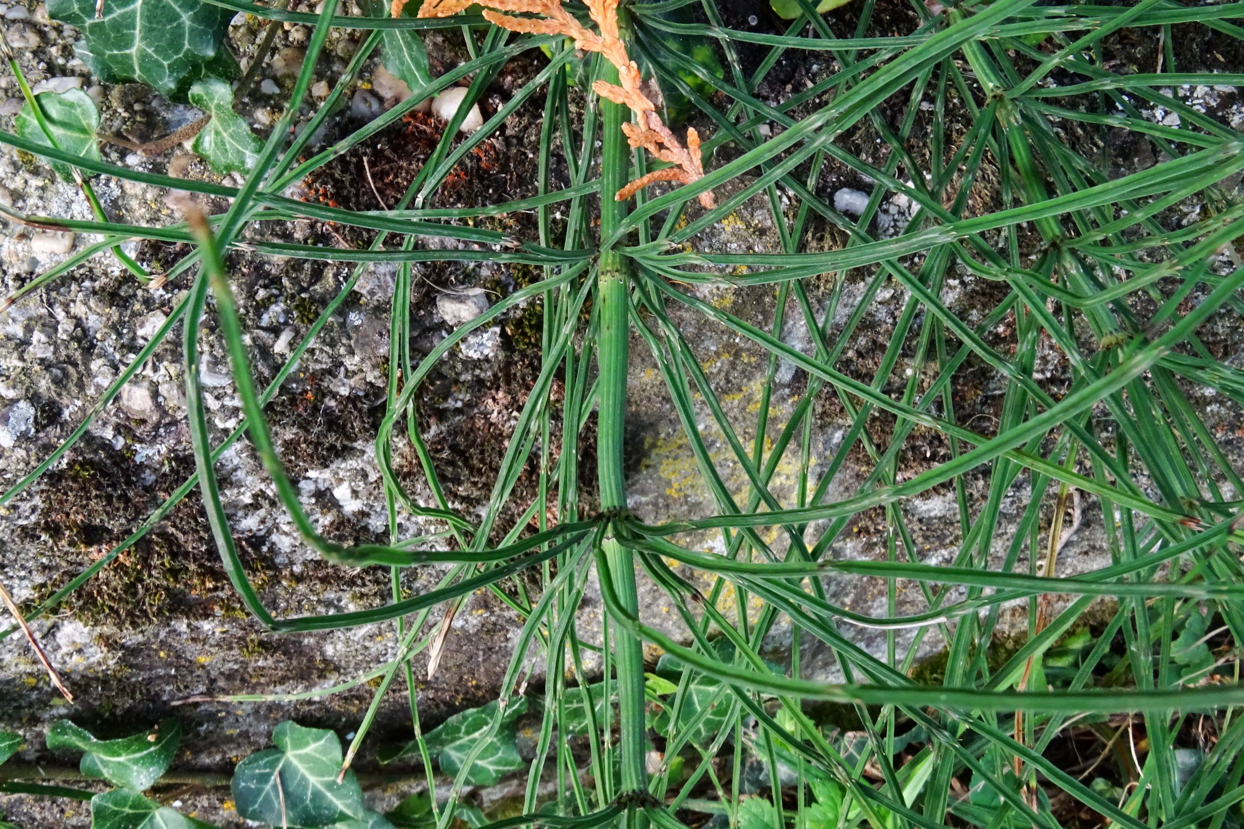 DSC04850 prell-WSW equisetum arvense.JPG
