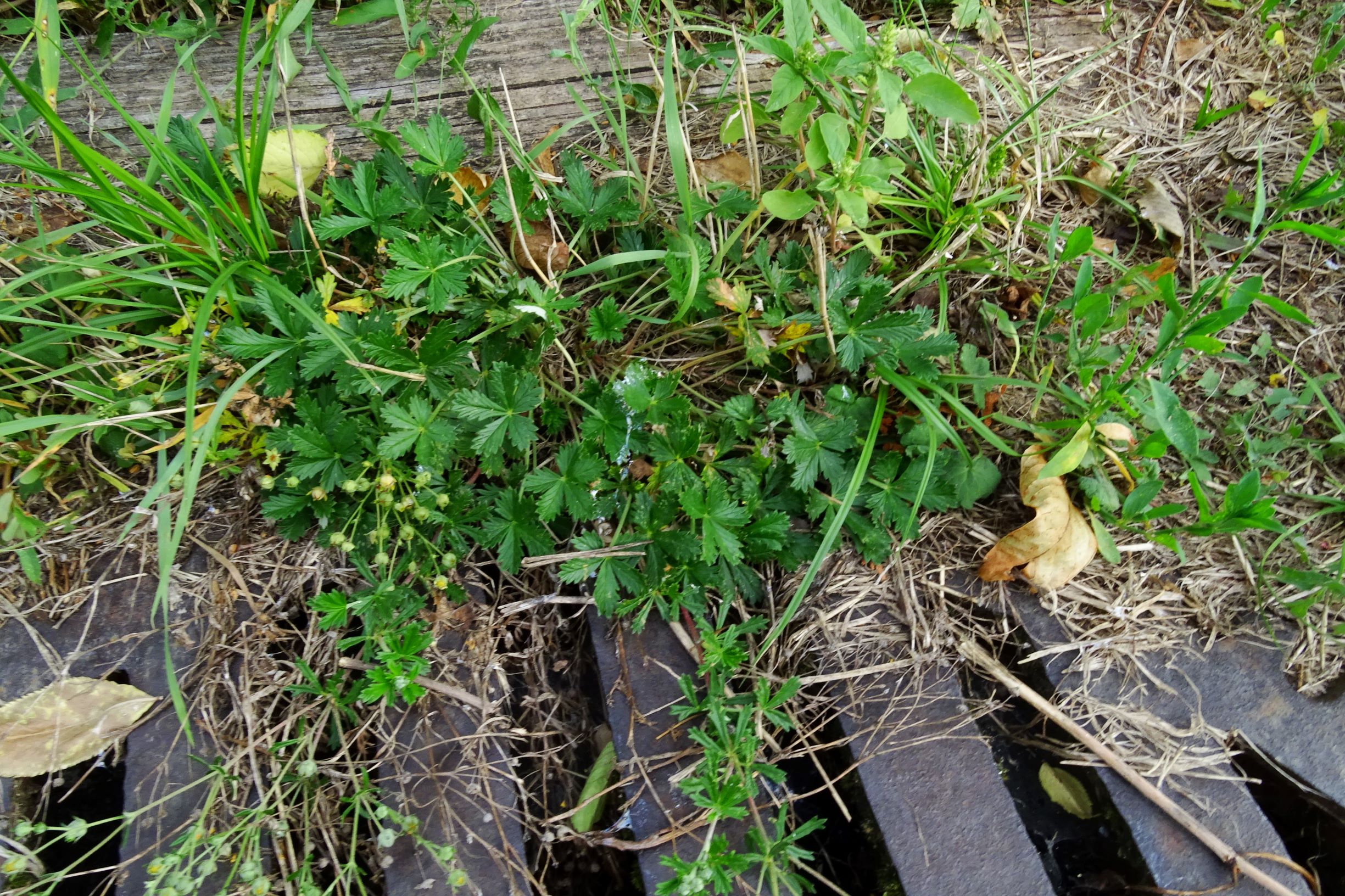 DSC04863 prell mitte-SW potentilla sp..JPG