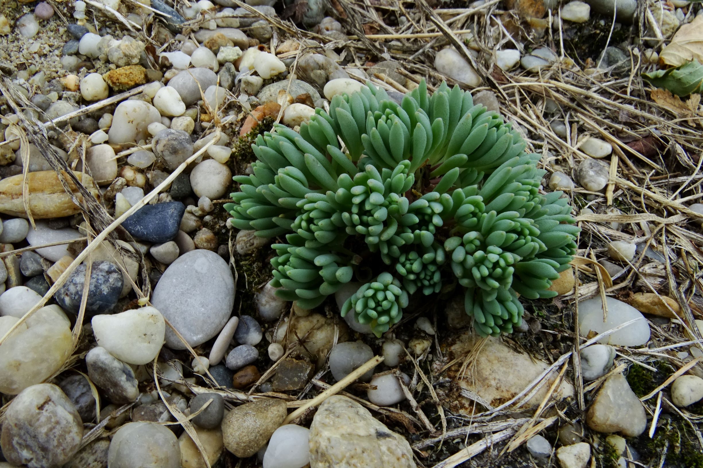 DSC04904 prell-mitte sedum hispanicum.JPG