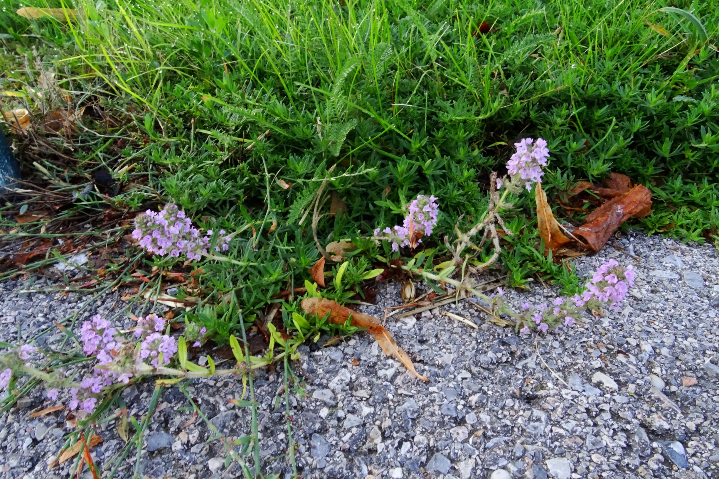 DSC04979 prell-mitte thymus kosteleckyanus.JPG