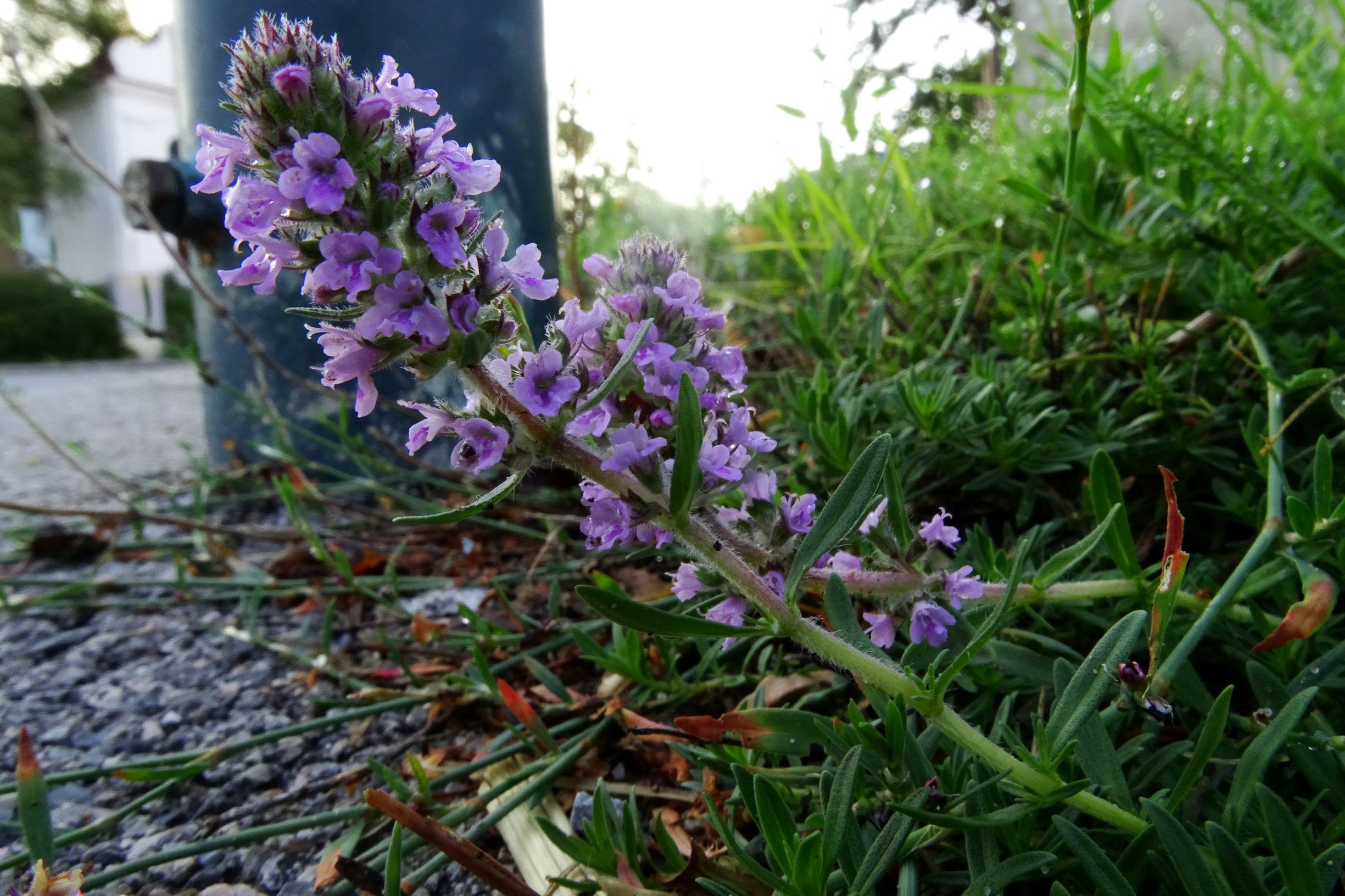 DSC04982 prell-mitte thymus kosteleckyanus.JPG