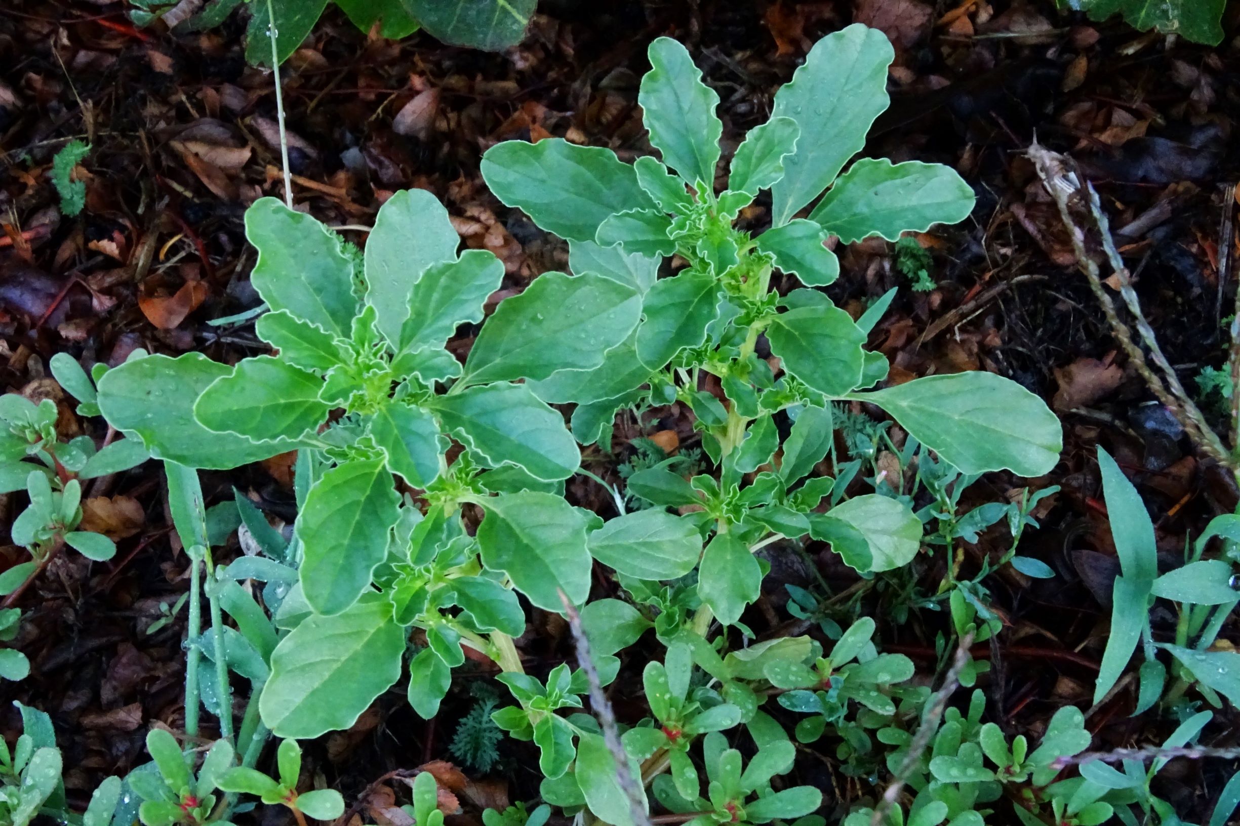 DSC04995 prell-O amaranthus blitoides.JPG