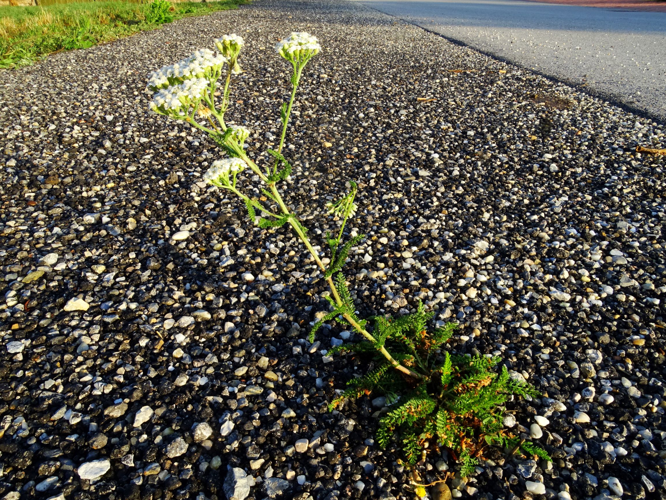 DSC05018 prell-O achillea millefolium agg..JPG