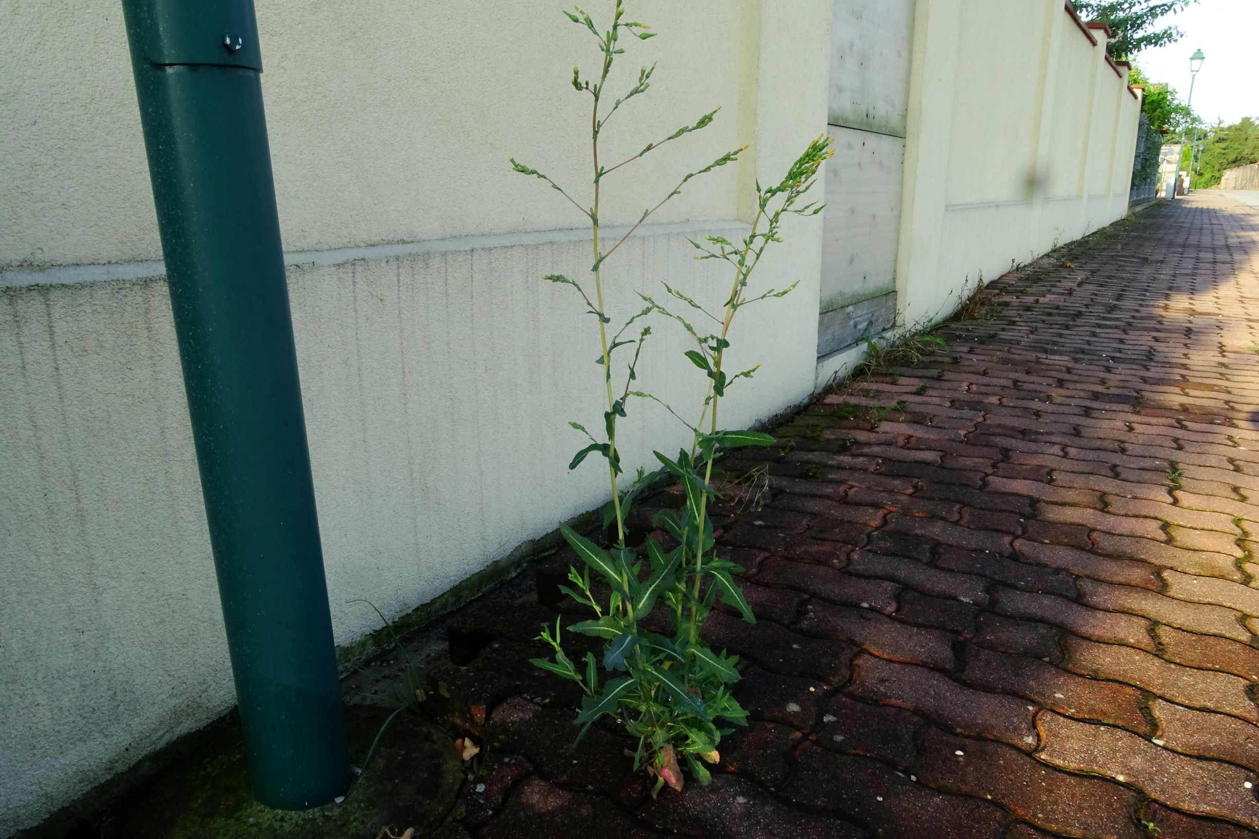 DSC05042 prell-O lactuca serriola.JPG