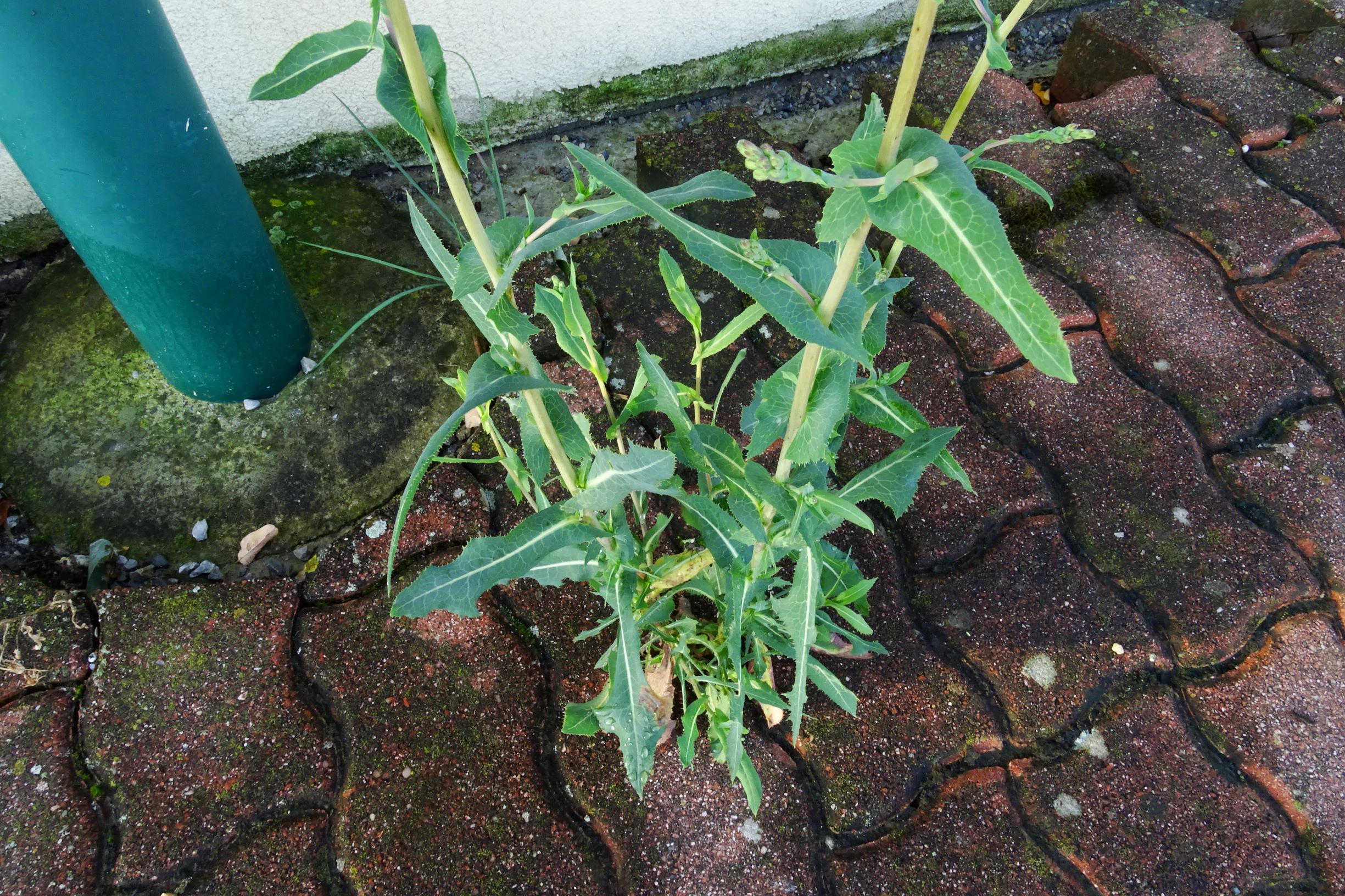 DSC05043 prell-O lactuca serriola.JPG