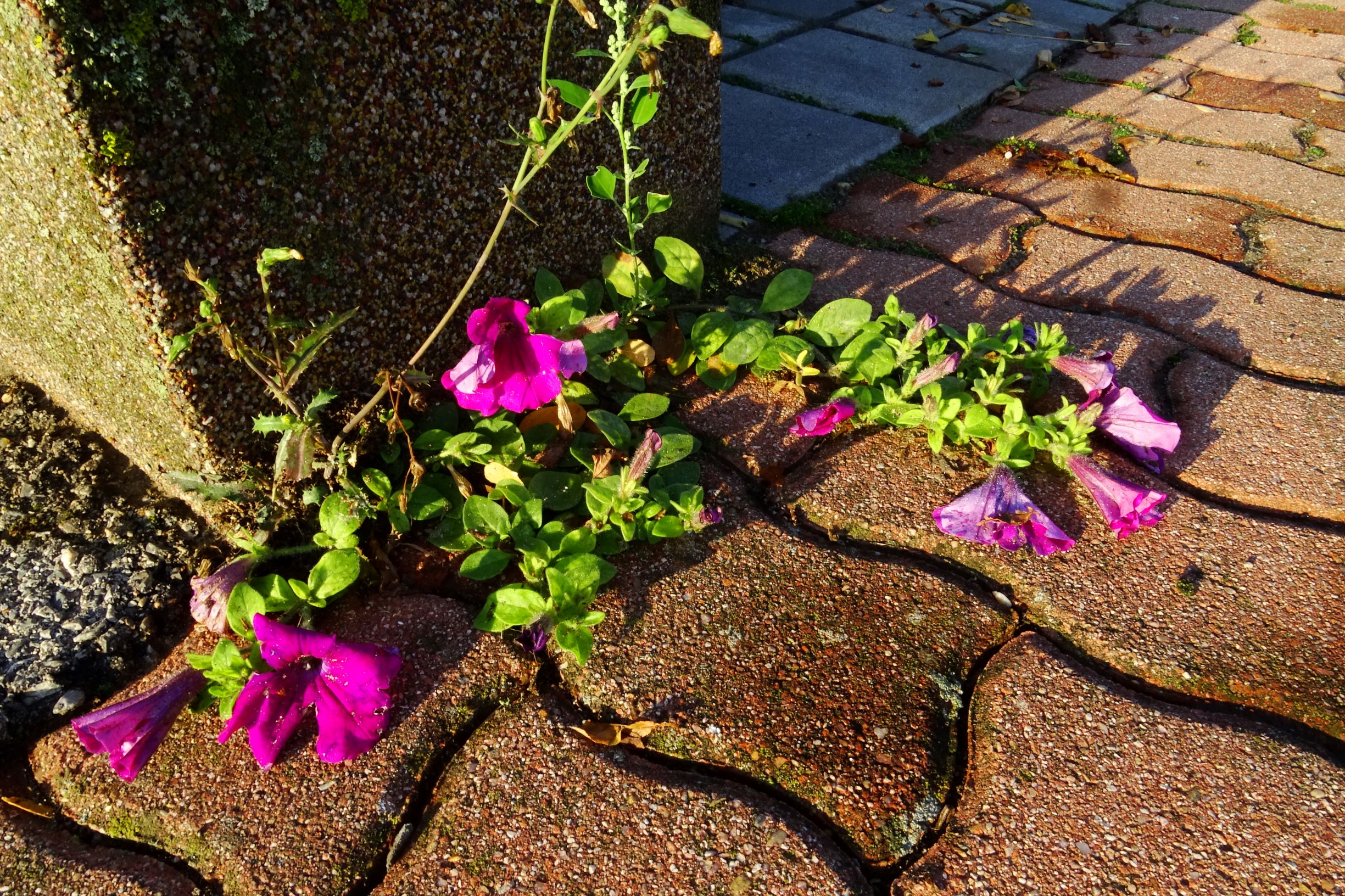 DSC05048 prell-O Petunia ×hybrida.JPG