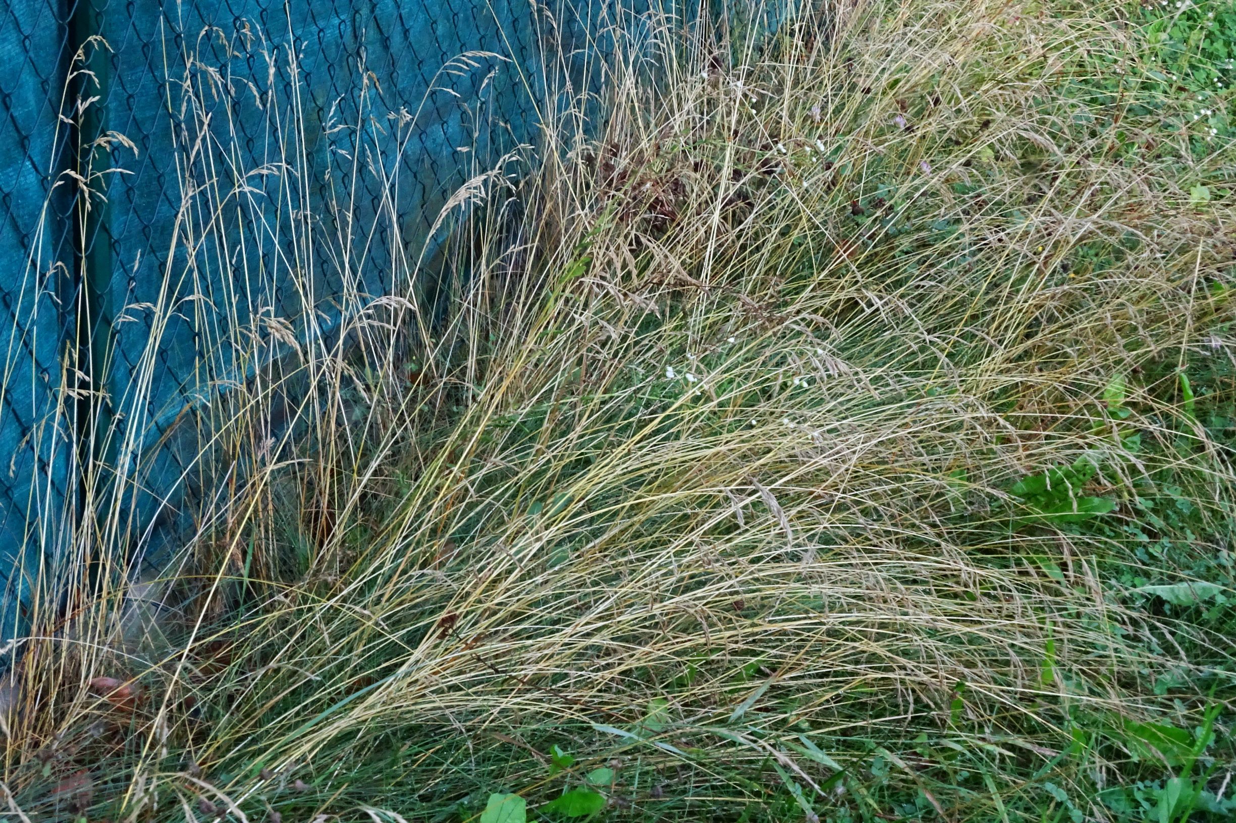 DSC05063 prell-O festuca rubra agg.-ausläufer-rotschwingel.JPG