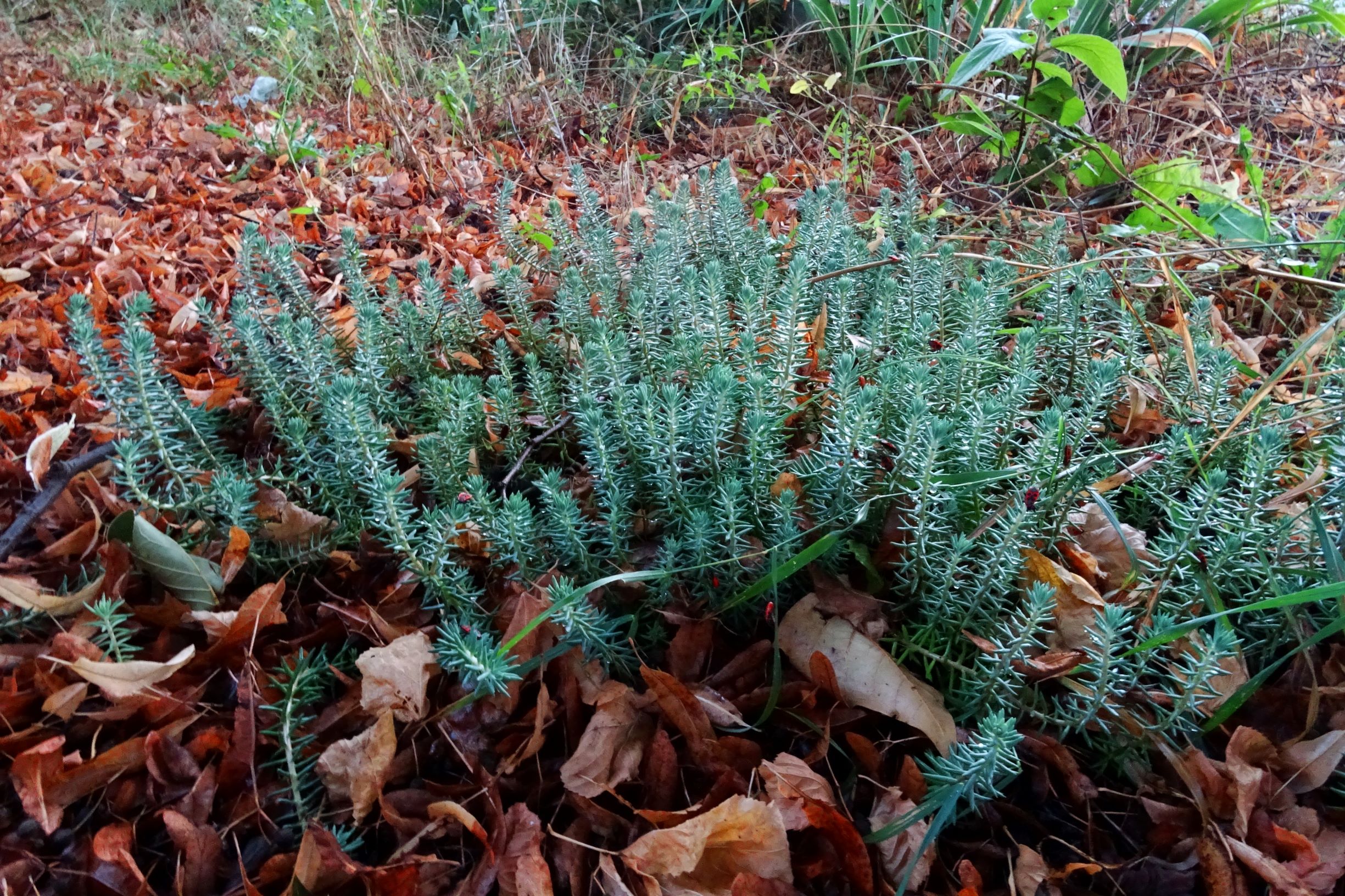DSC05084 prell-O sedum rupestre, schattenwuchsform.JPG