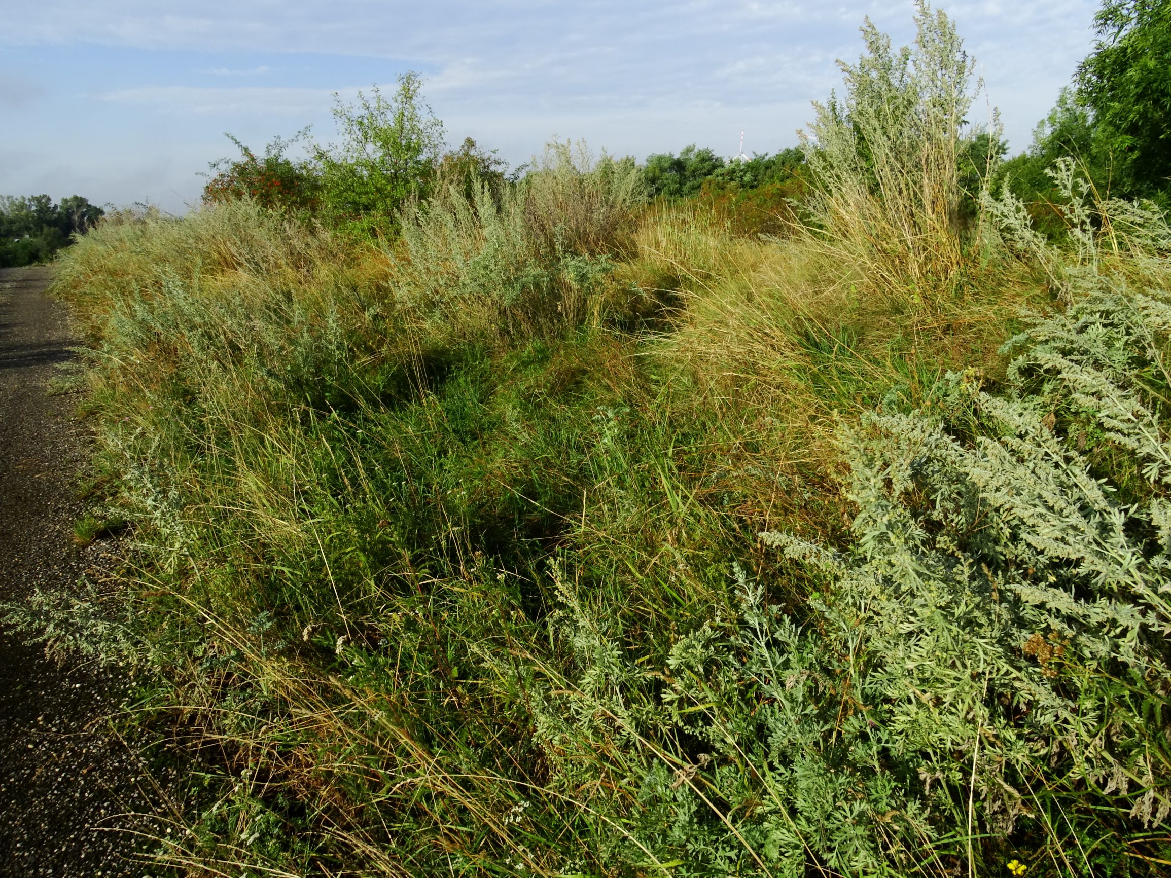 DSC05155 prell-SO artemisia absinthium.JPG