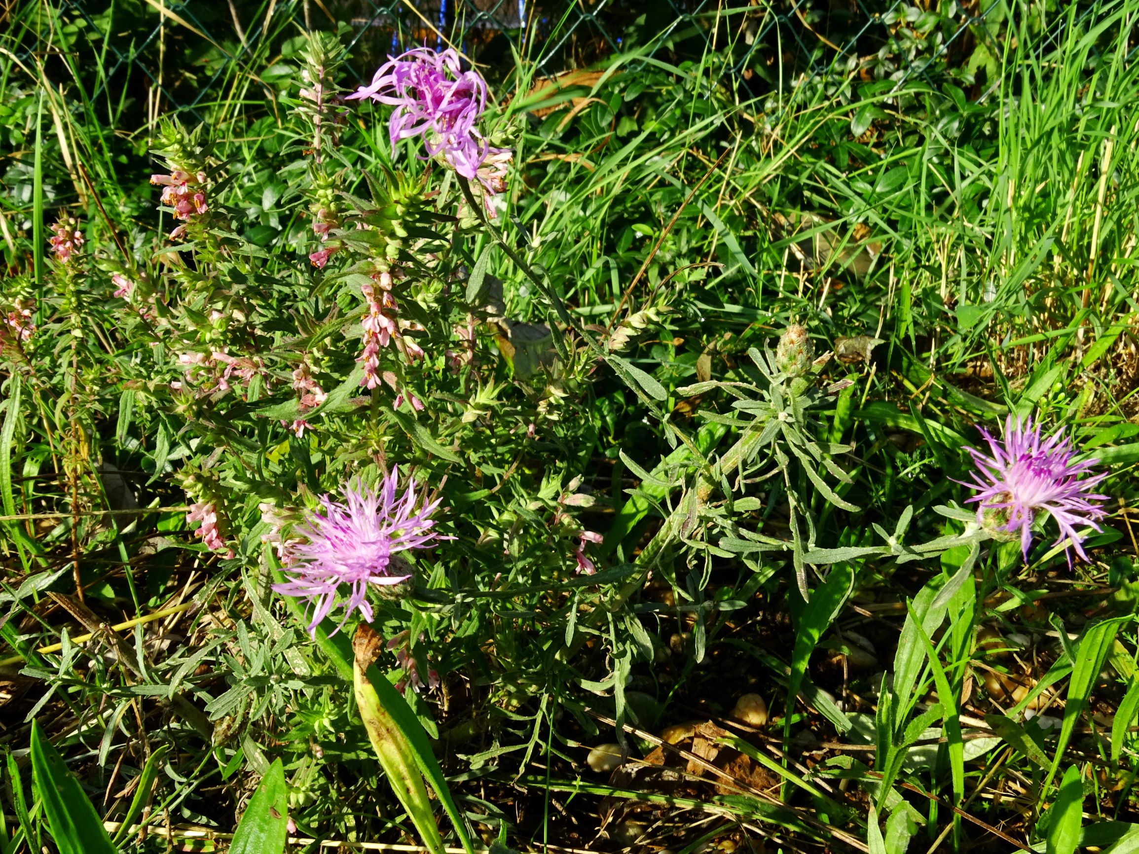 DSC05175 prell-SO odontites vulgaris, centaurea stoebe.JPG