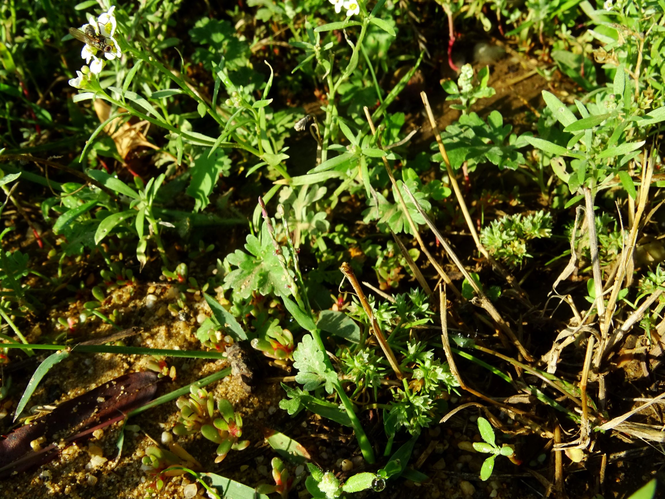 DSC05185 prell-SO lobularia maritima, scleranthus annuus etc.JPG