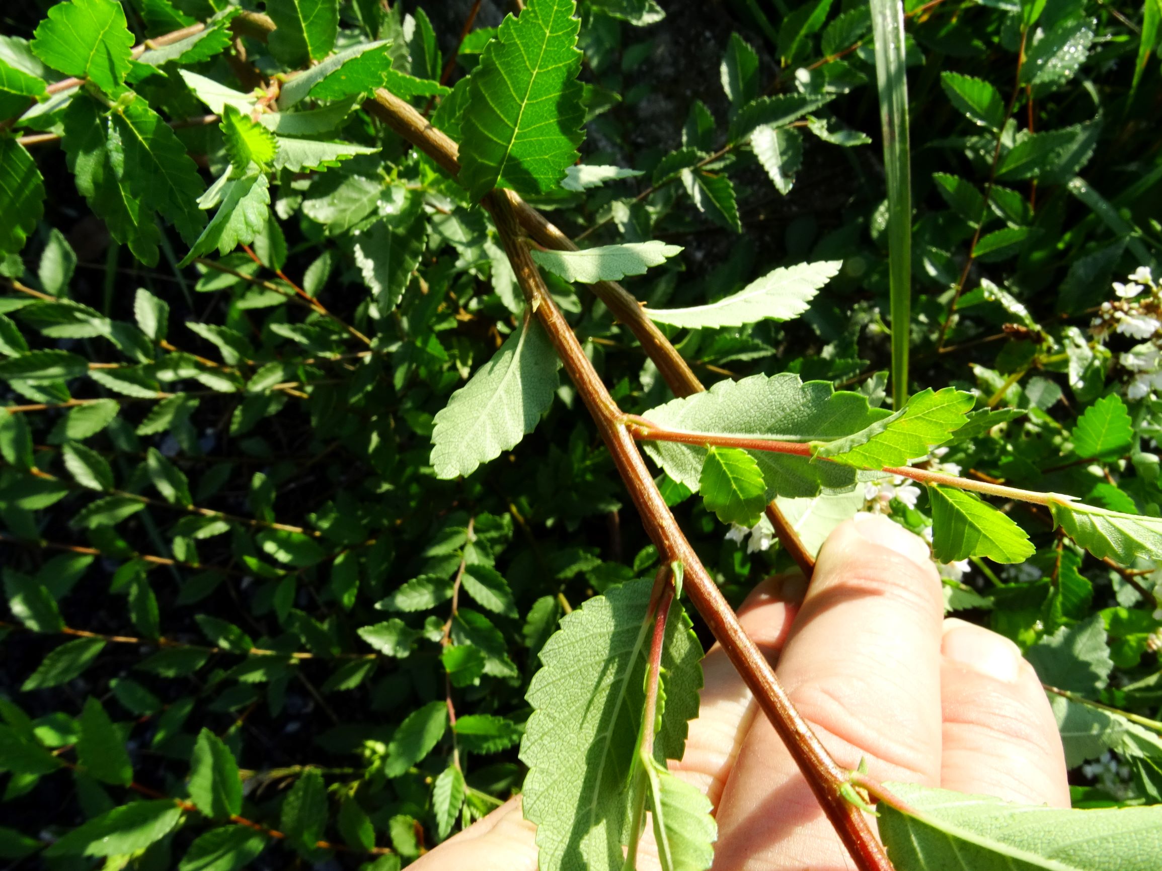 DSC05192 prell-SO ulmus sp..JPG